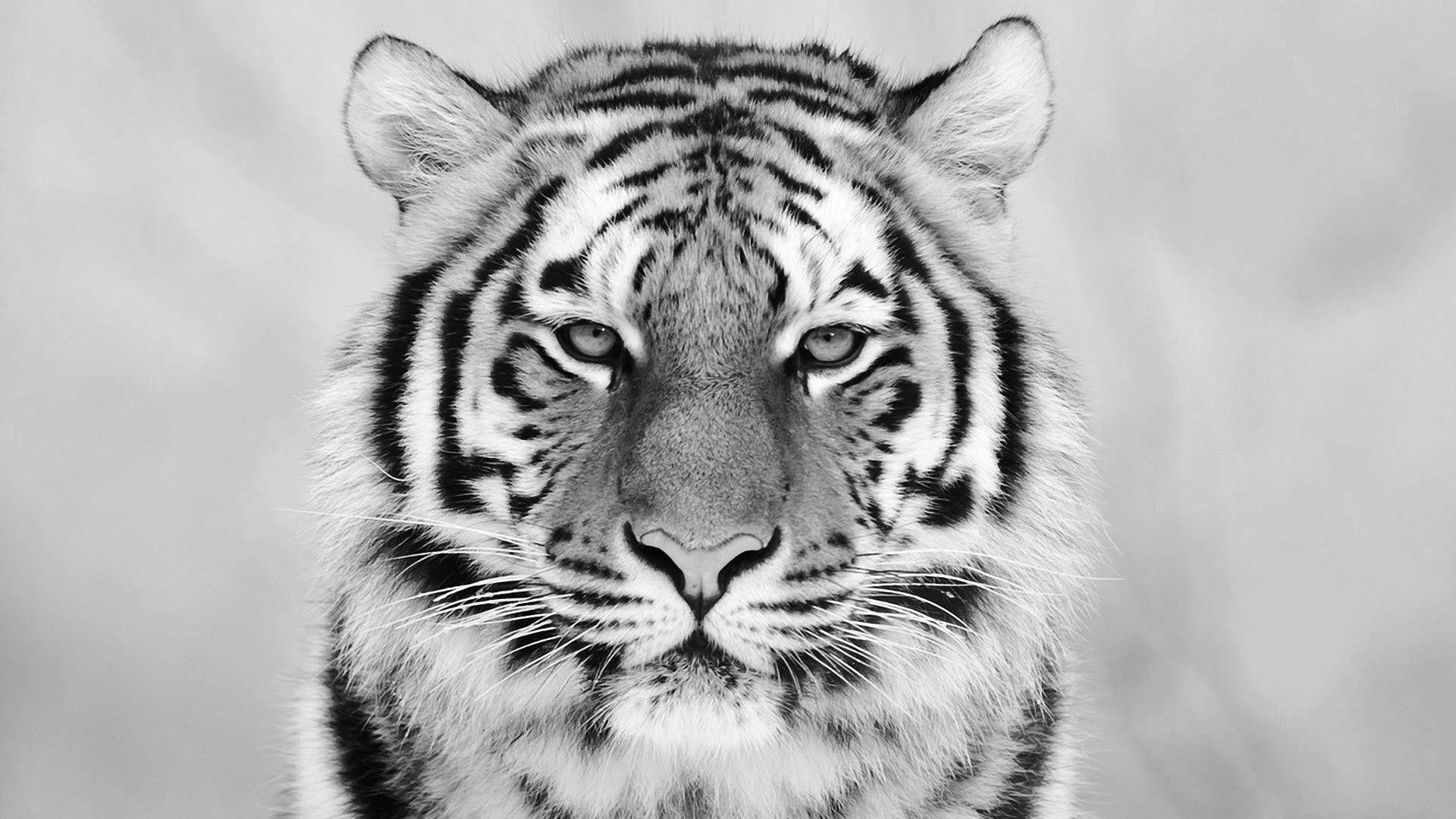 White Tiger Desktop Wallpapers - Top Free White Tiger Desktop Backgrounds -  WallpaperAccess