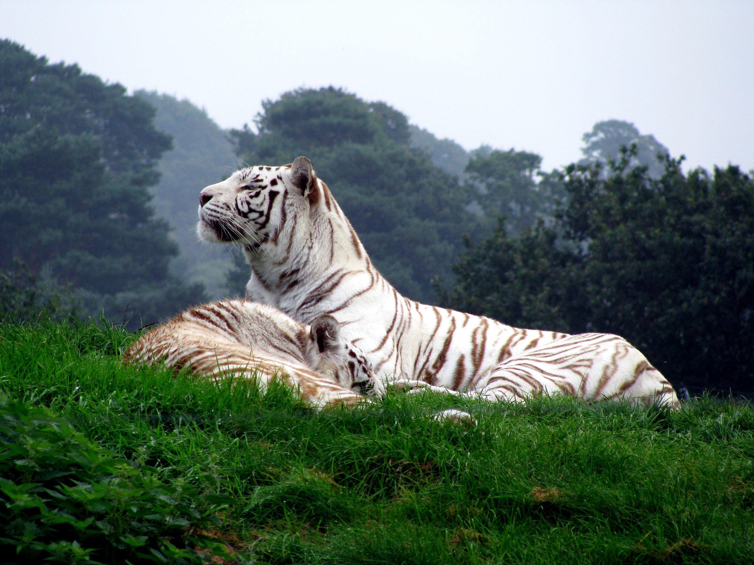 2560x1920 White Tigers wallpaper. Pet tiger, White tiger