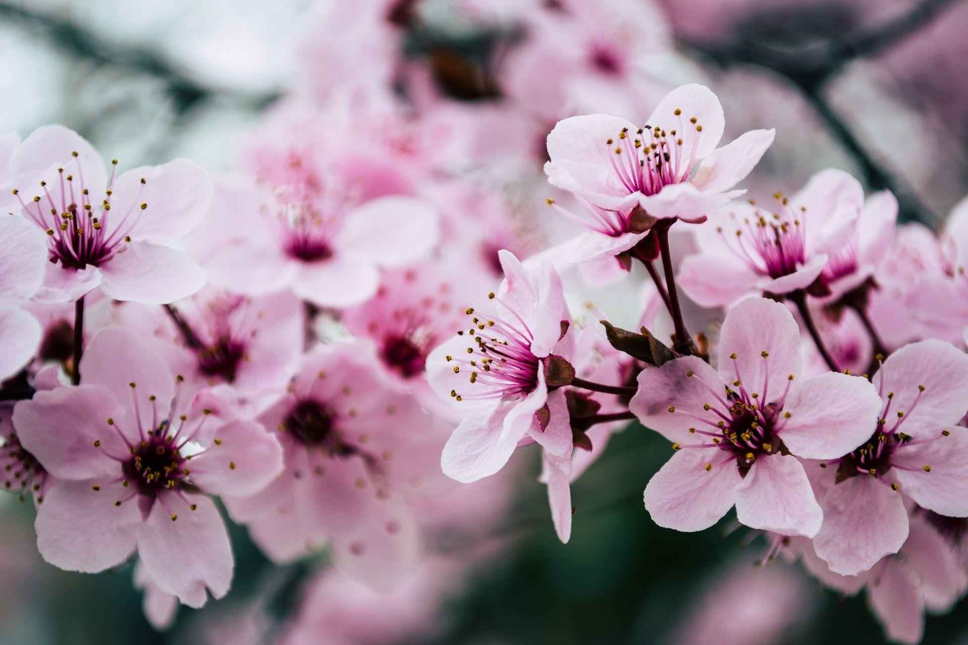 1920x1280 Pink Petaled Flowers Closeup Photo · 4K HD Desktop Wallpaper
