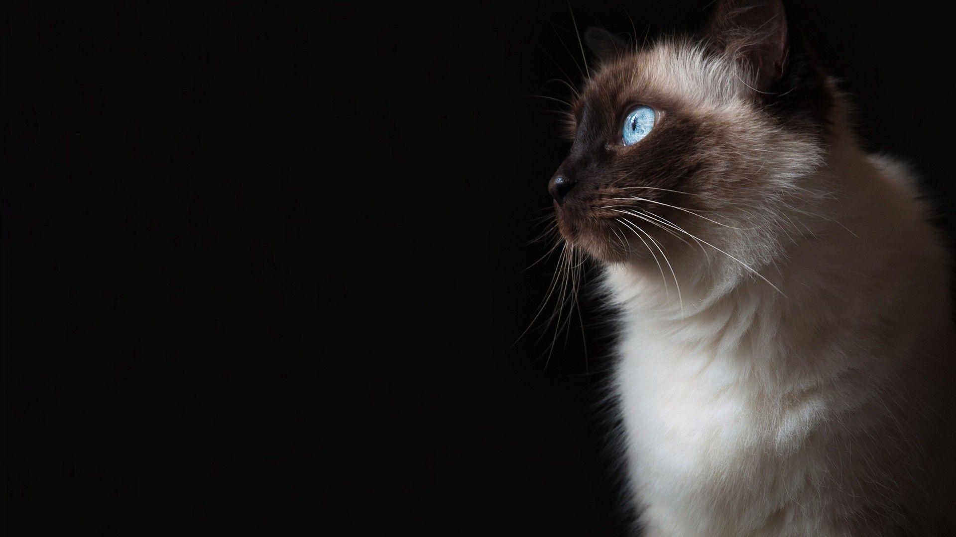 1920x1080 Blue Eyes Grumpy Cat Hình nền động vật HD