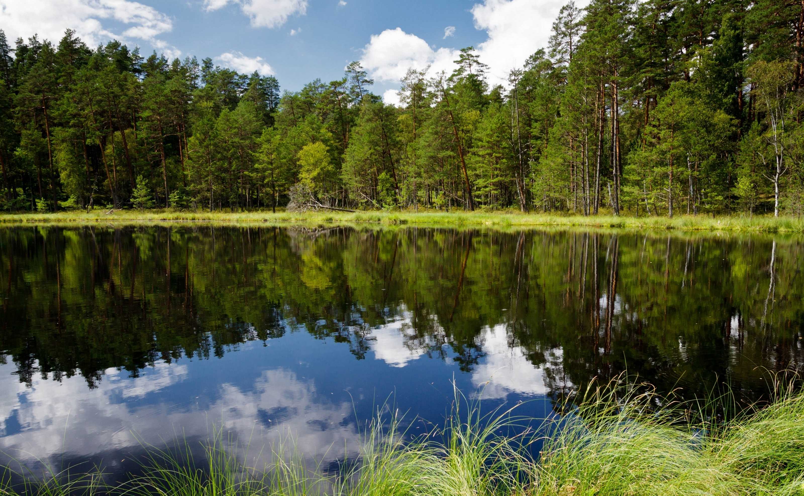 3200x1975 Forest Lake Wallpaper 4k Desktop River Background For Mobile Phones