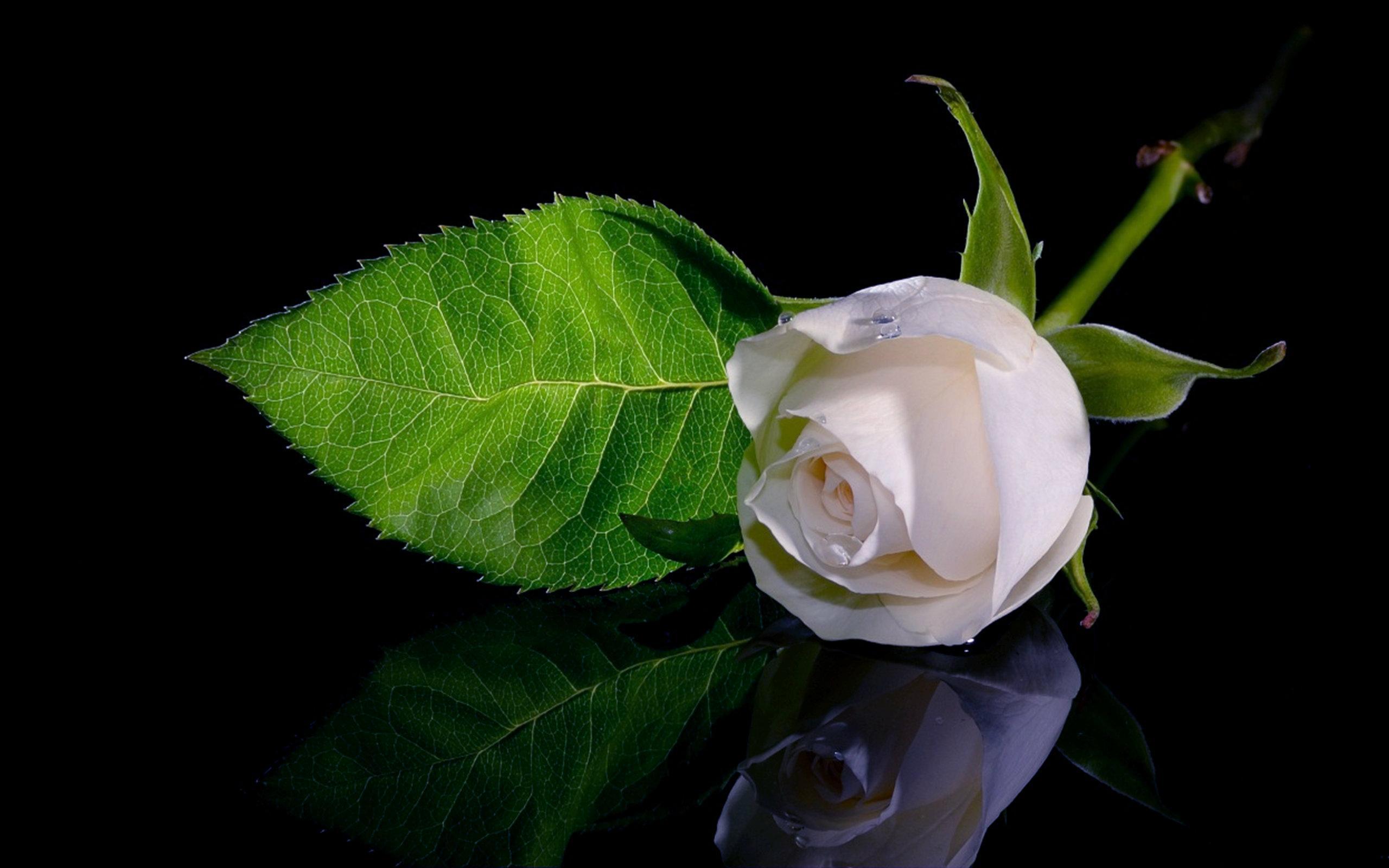 White Rose HD Desktop Wallpapers - Top Free White Rose HD Desktop ...