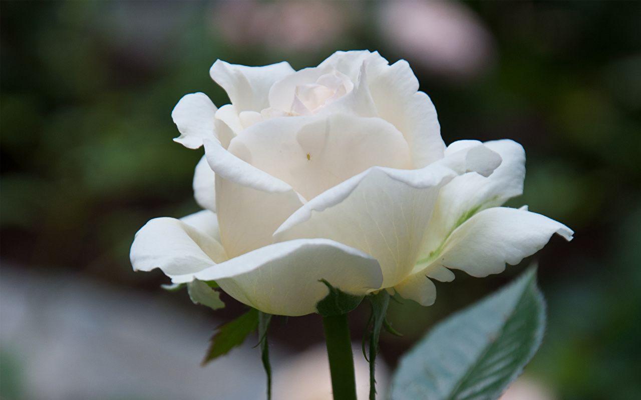 1280x800 Wallpaper rose White Flowers