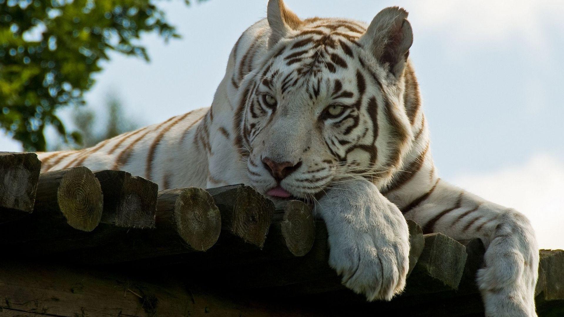 1920x1080 White Tiger Desktop Image