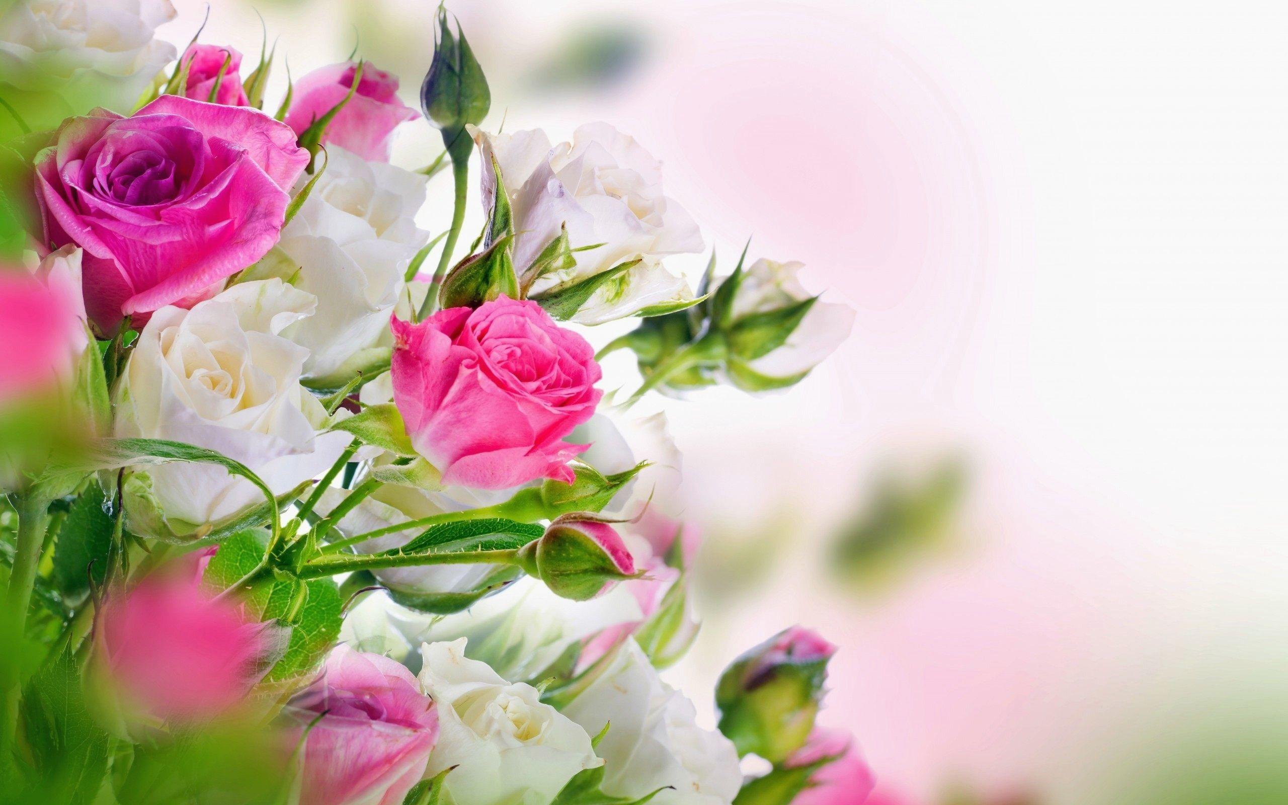 2560x1600 Wallpaper For Desktop Rose Unique Red And White Rose