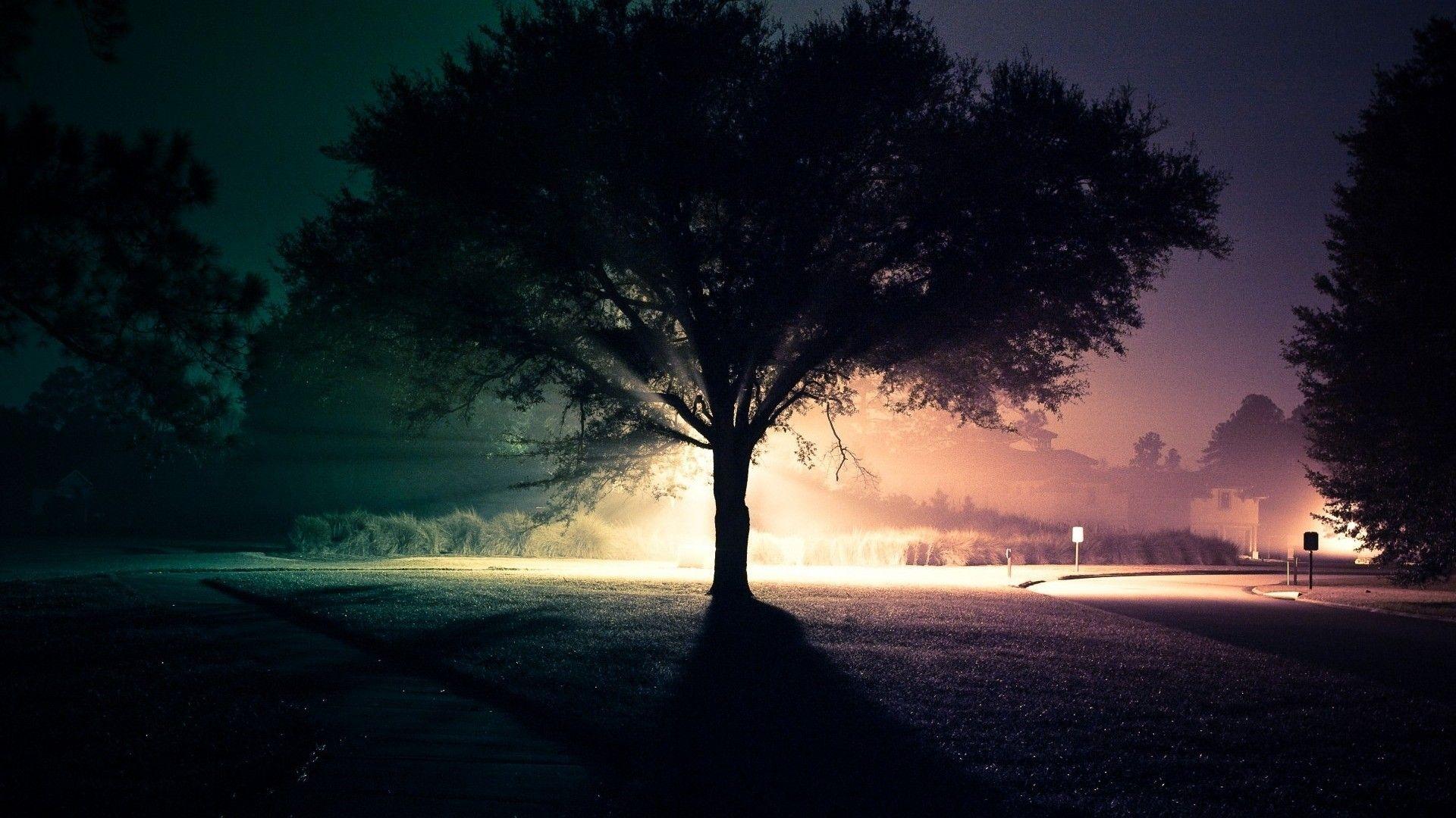 1920x1080 Tree at Night Wallpaper Downloads 4352
