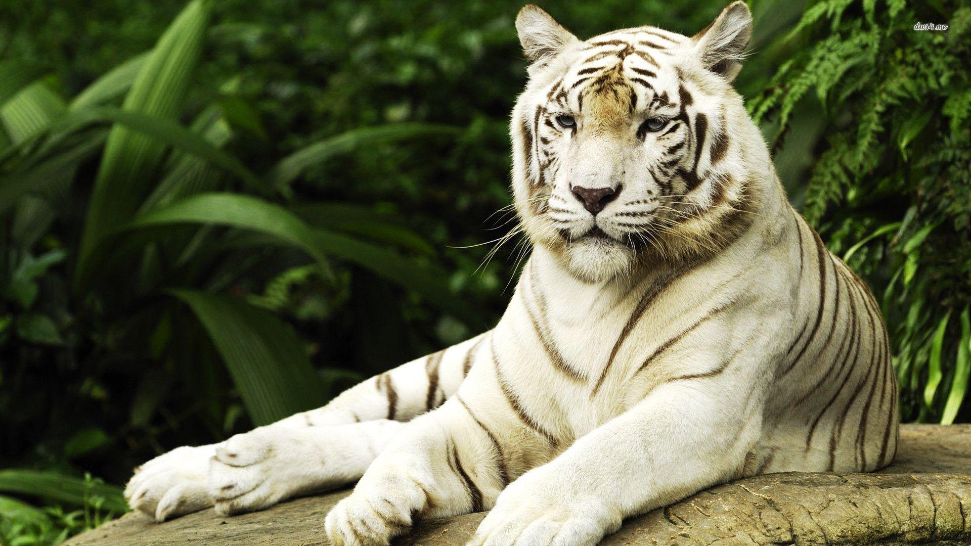 1920x1080 White Tiger Desktop Wallpaper 08190