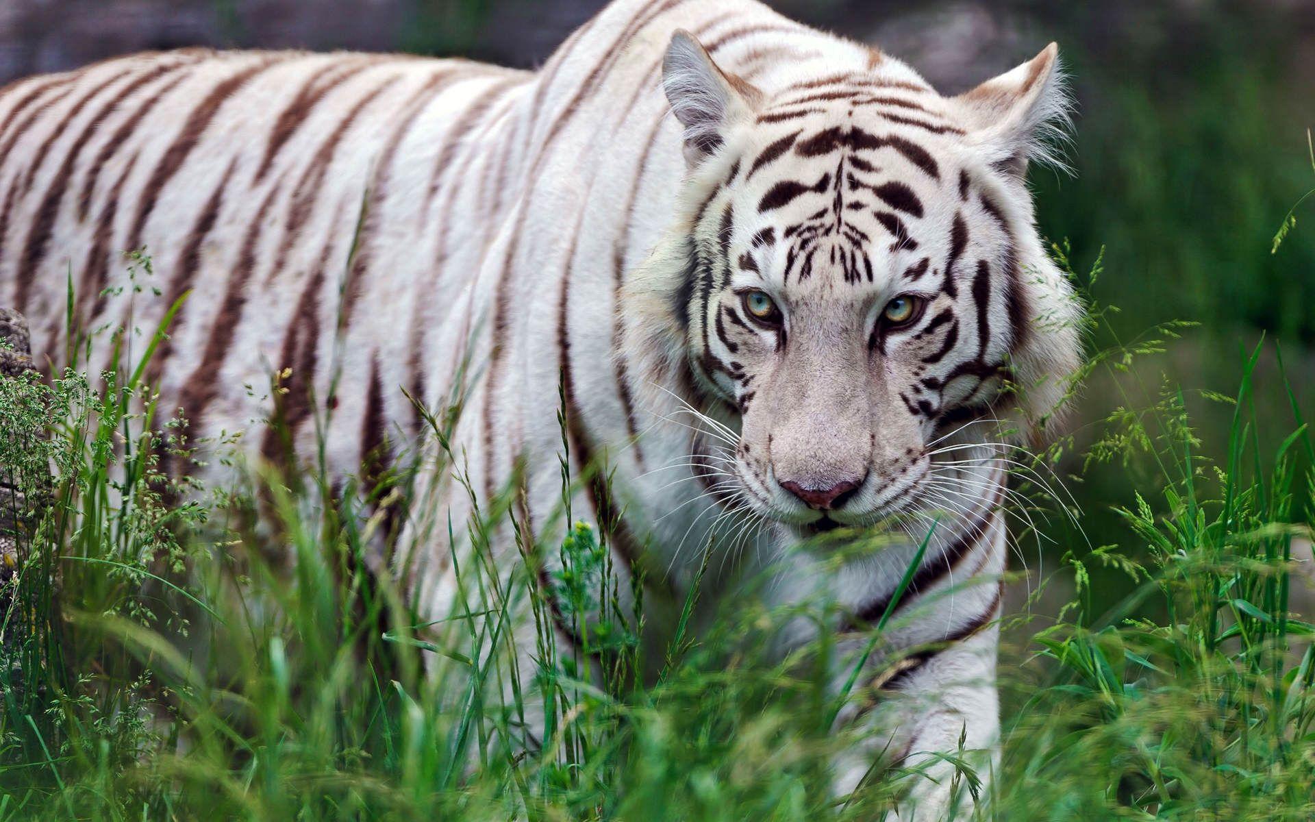 1920x1200 White Tiger Wallpaper Free Download