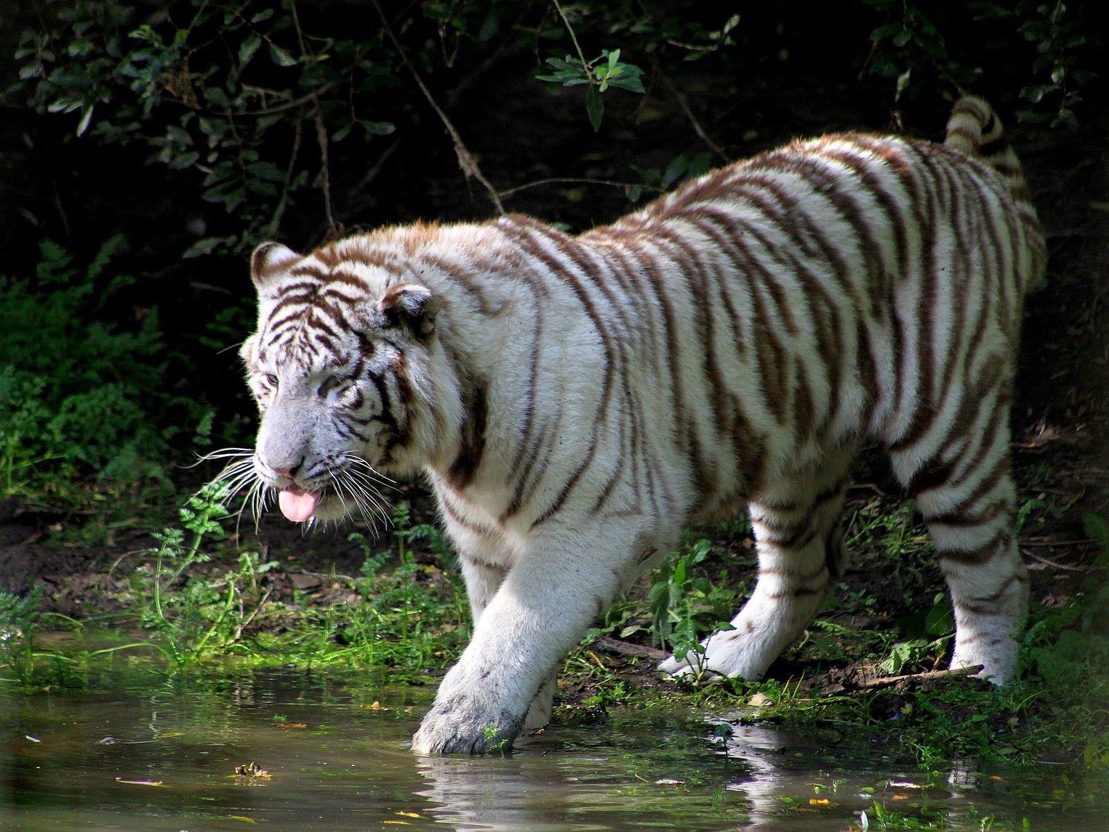1600x1200 White Tiger Desktop Wallpaper Wallpaper In White Tiger