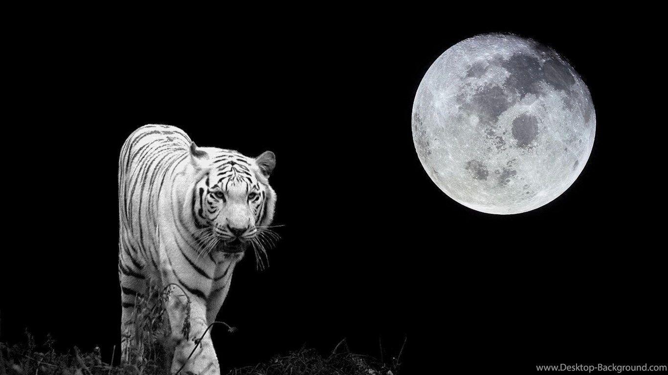 1366x768 Moonlight White Tiger, Download Wallpaper