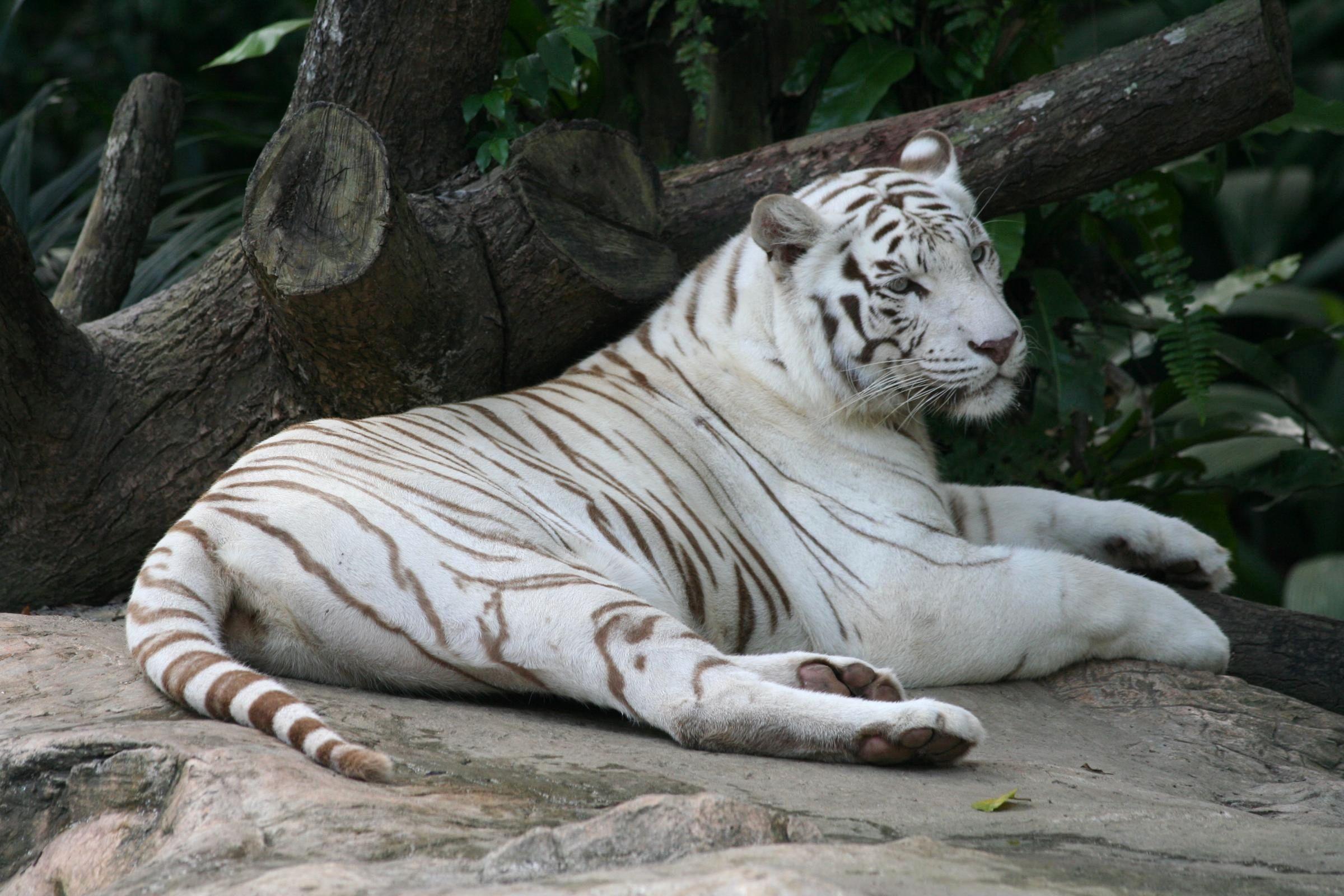 2400x1600 White Tiger Background Inspirational Wallpaper White Tiger