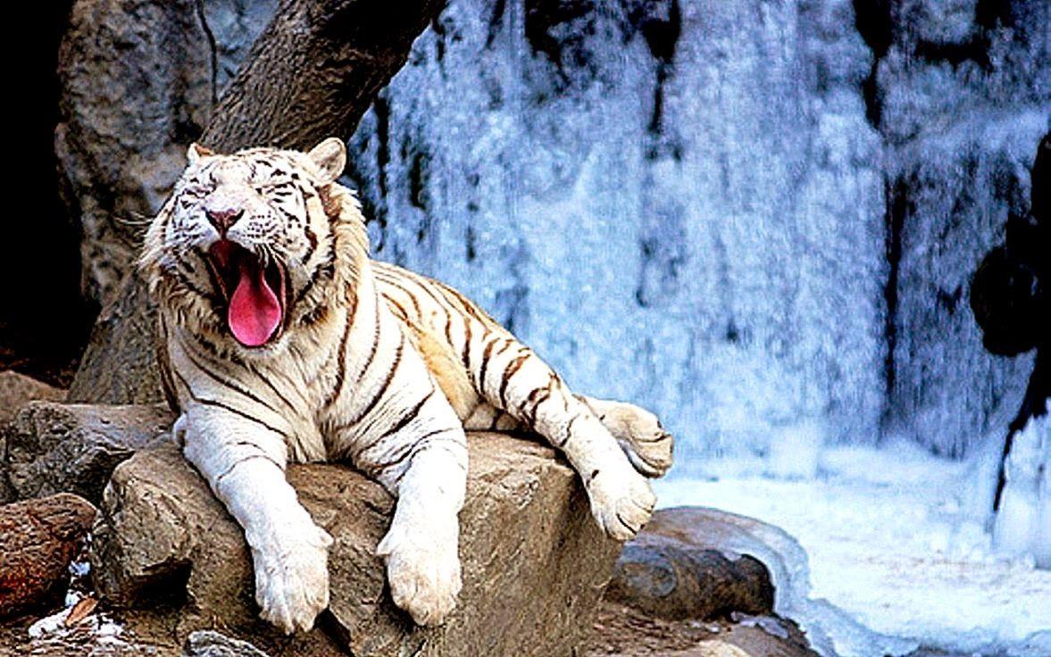 1177x736 White Tiger Wallpaper HD Desktop. Background Wallpaper Gallery
