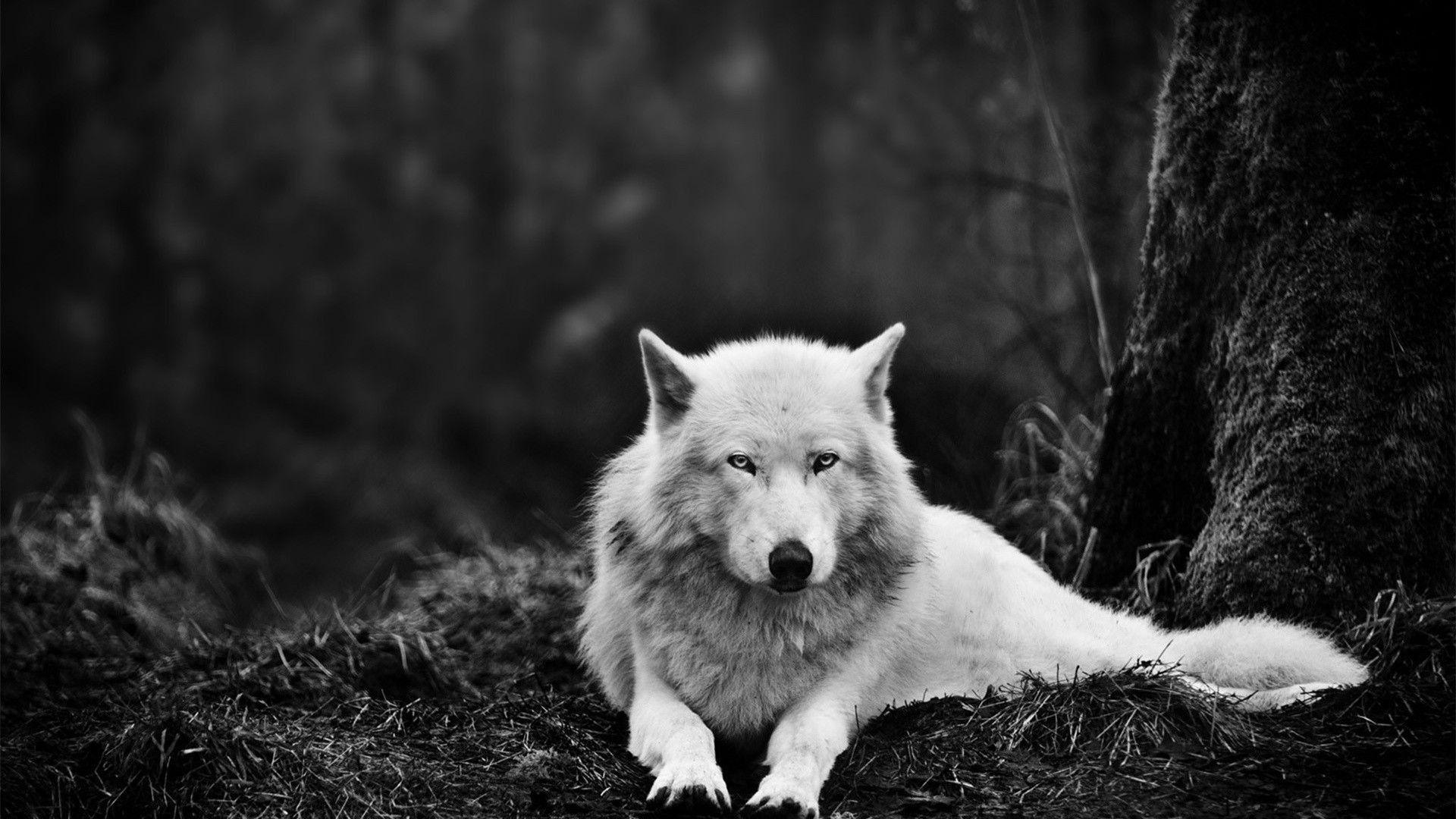 1920x1080 Wolf Desktop Wallpaper 1920x1080