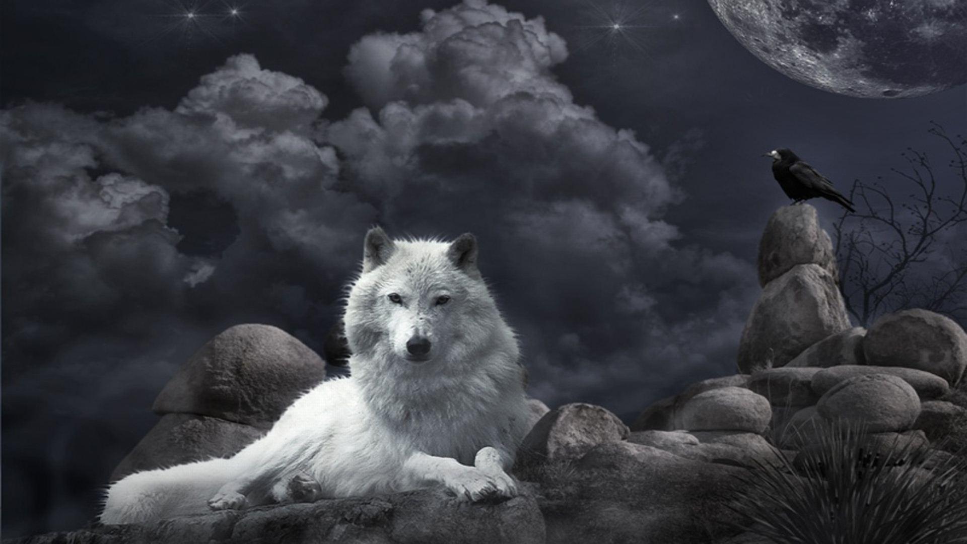 1920x1080 Wolves Wallpaper For Desktop Wallpaper Winter Wolves