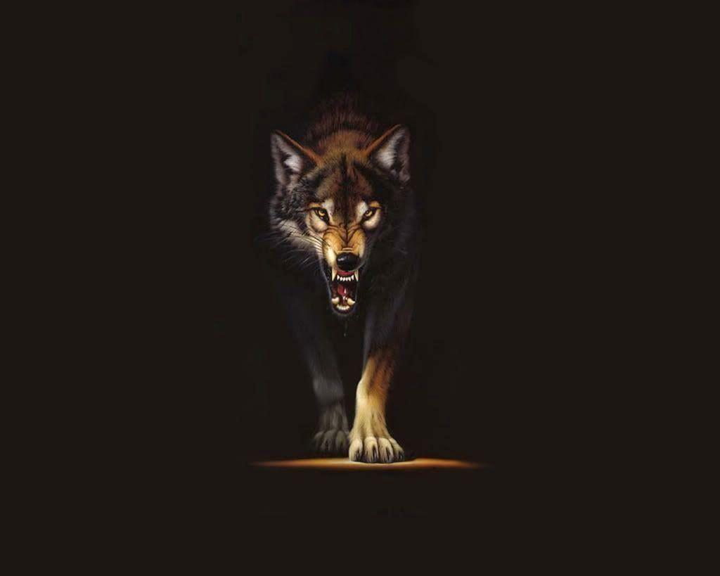 1024x819 Wolf HD Wallpaper Elegant Wolf HD Desktop Wallpaper 2019