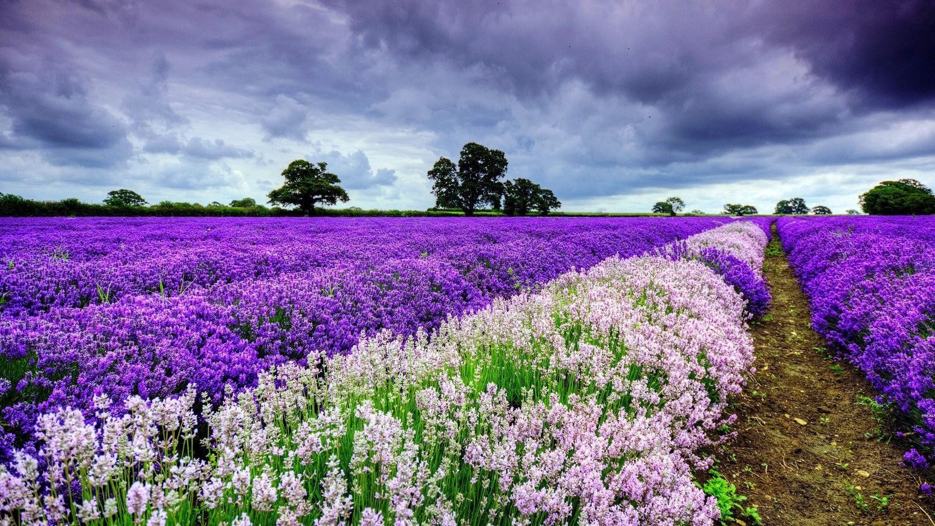 1920x1080 Spring HD Wallpaper