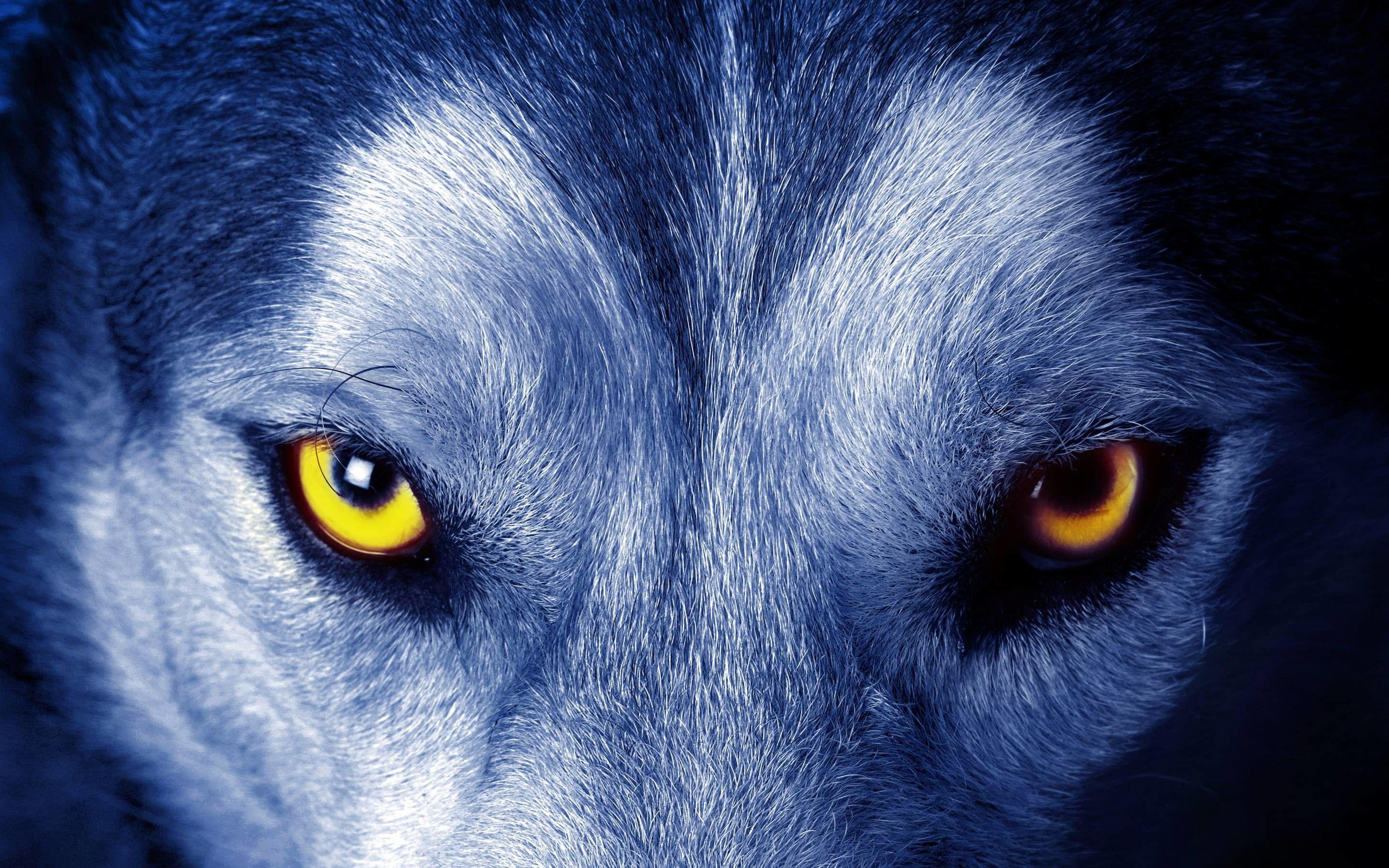 2880x1800 HD Wolf Wallpaper 1080p