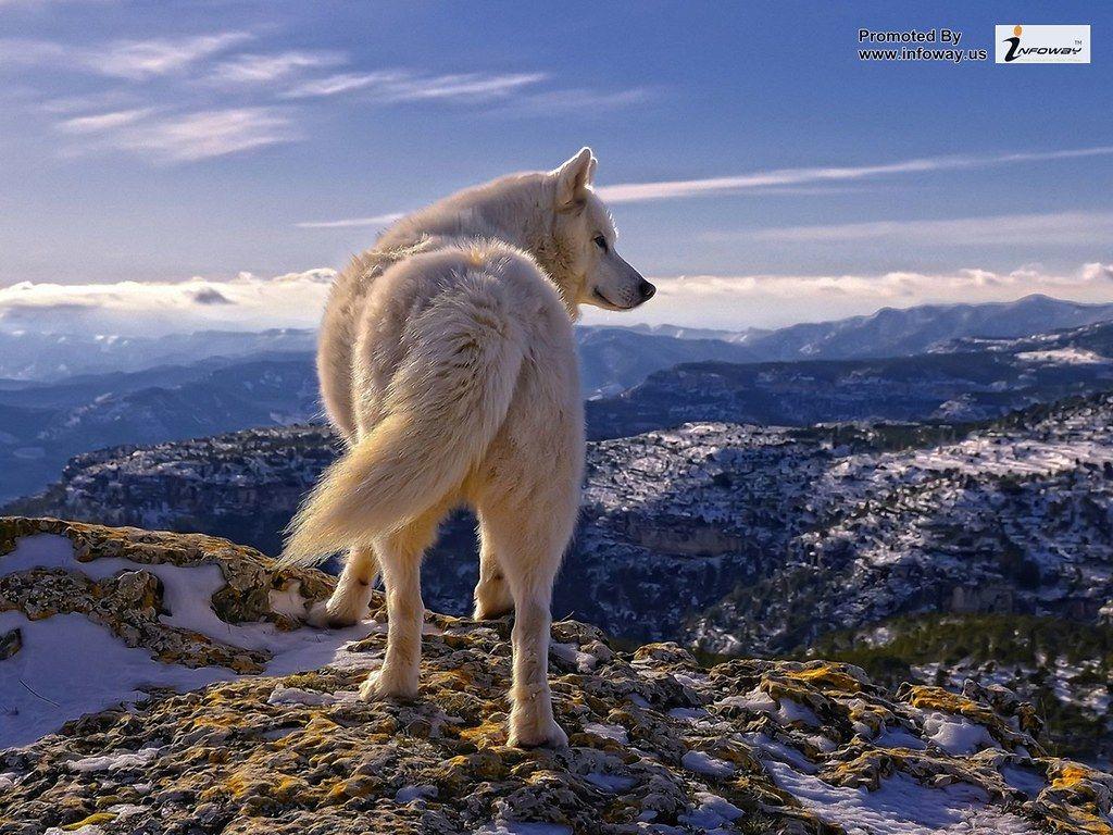 1024x768 White Wolf on Top of Mount HD Desktop Wallpaper. White Wolf