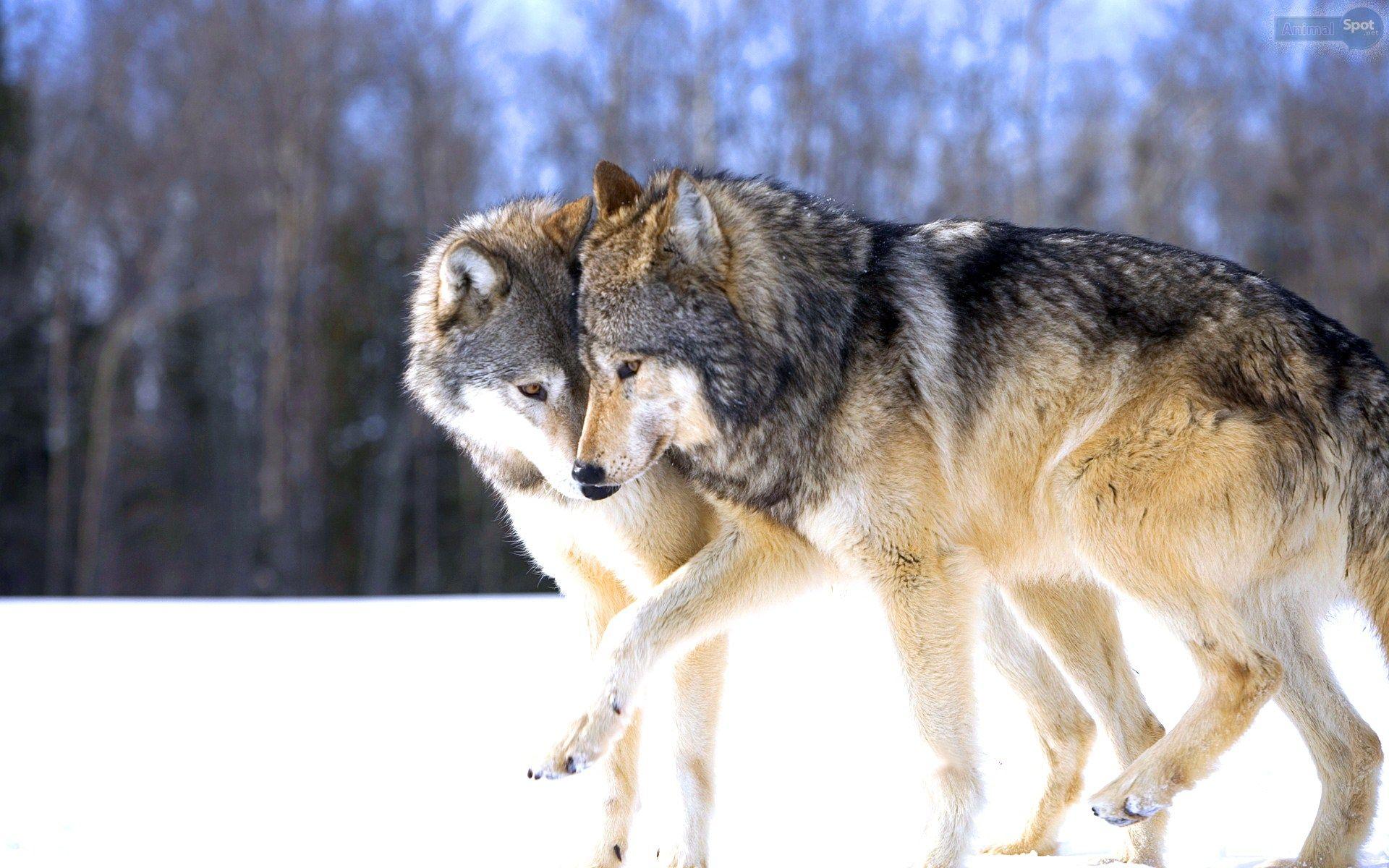 1920x1200 Wolf Desktop Wallpaper Background Wallpaper
