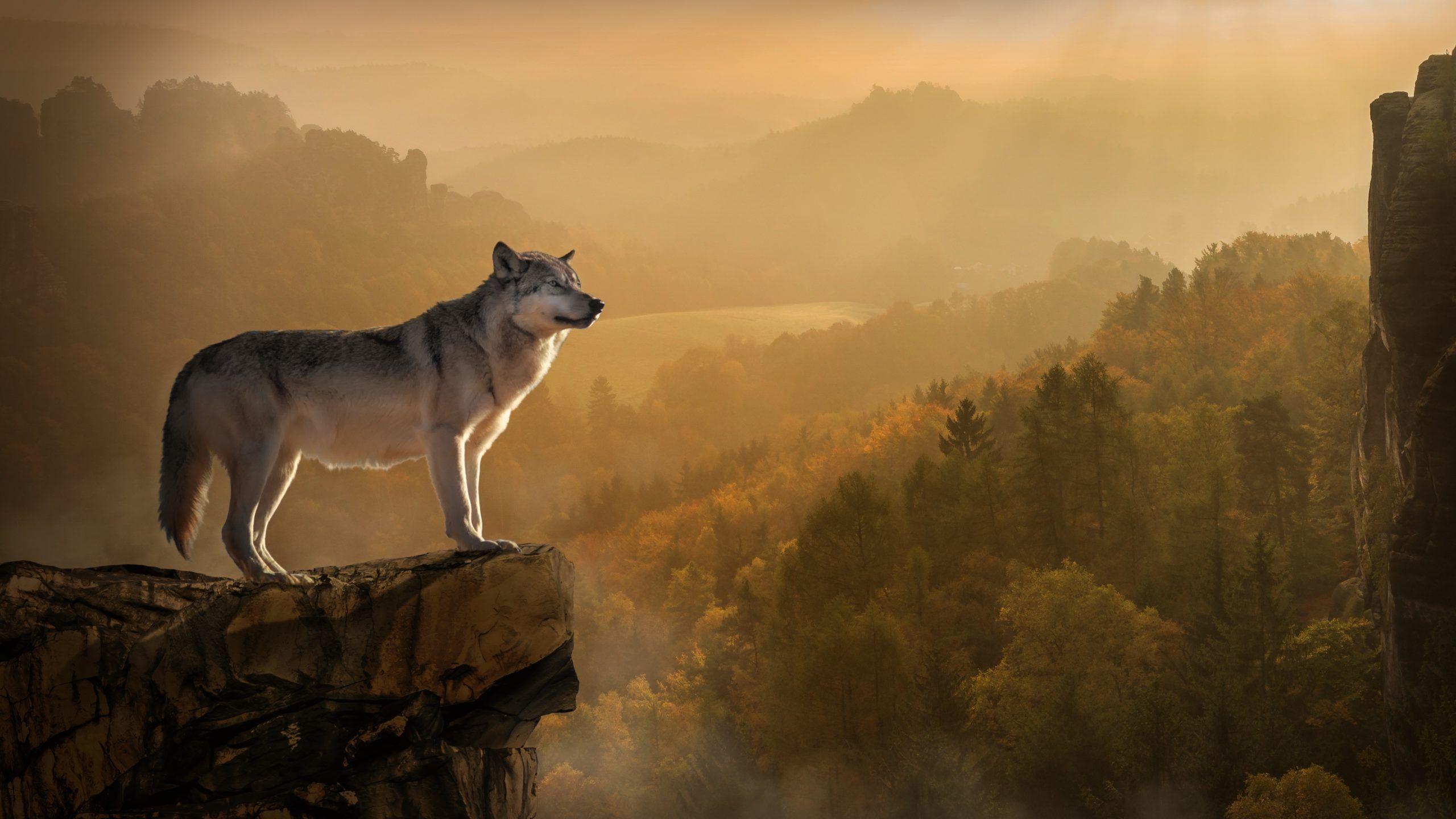 2560x1440 Wolf Rock Precipice Predator Desktop Wallpaper. Computer