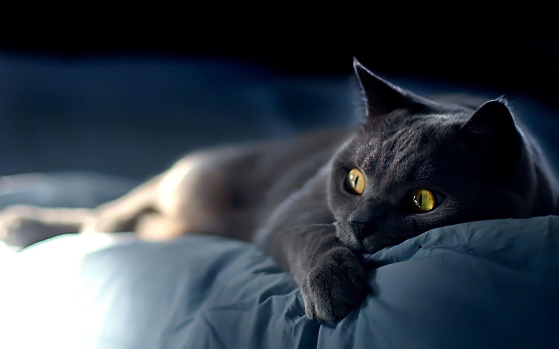 1920x1200 Free download Black Cat Picture HD Desktop Wallpaper HD Desktop