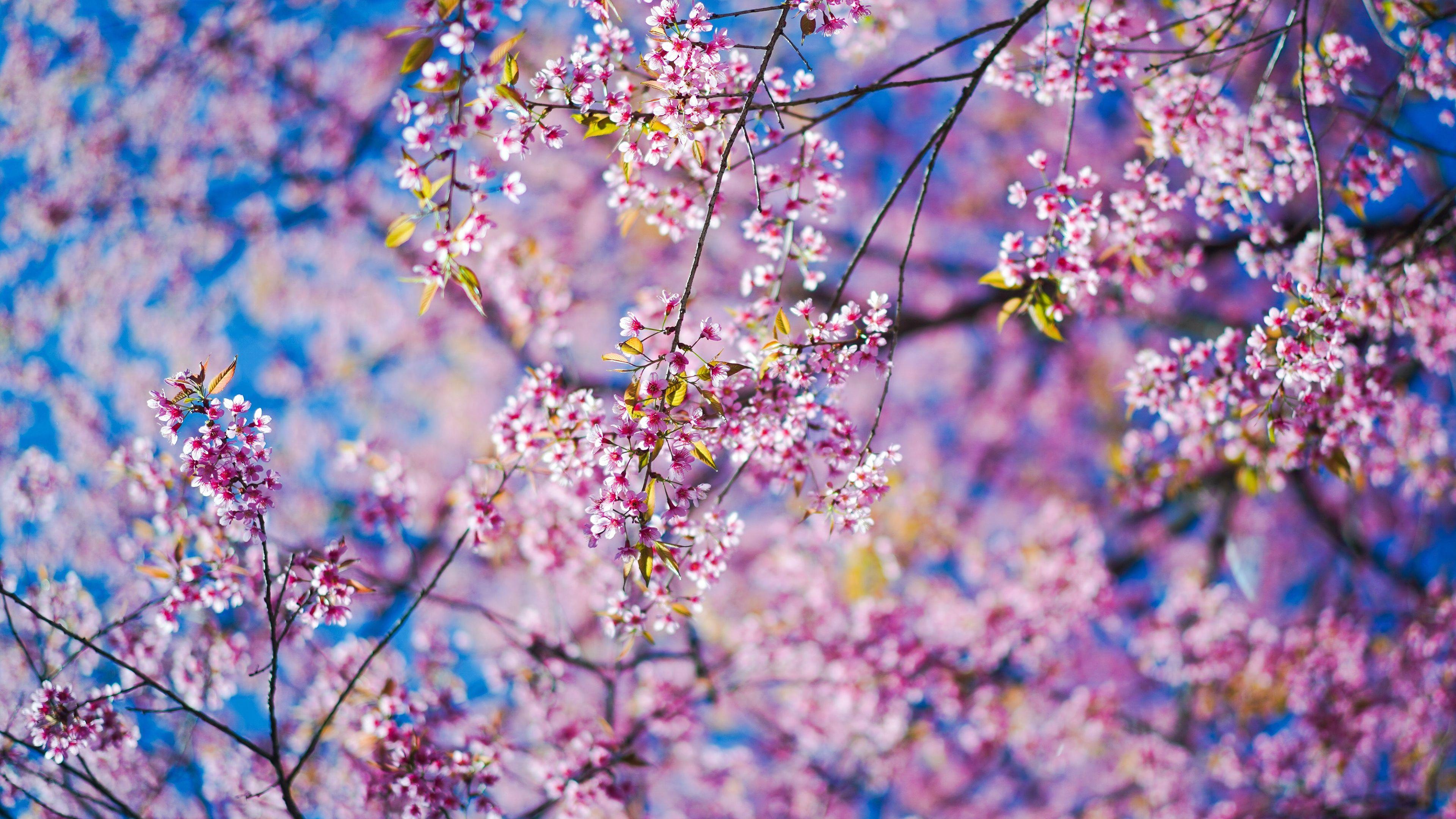 3840x2160 Spring Flowers 4K Wallpaper