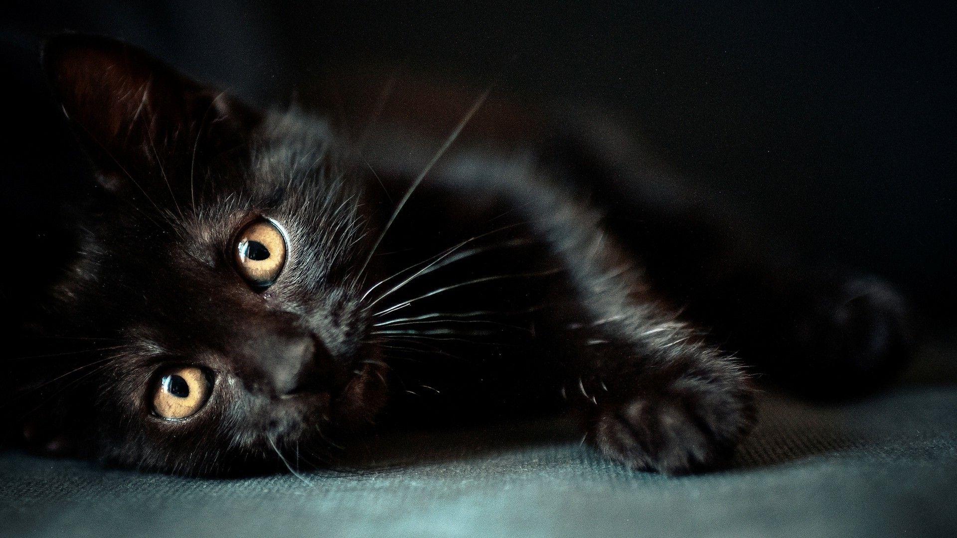 1920x1080 Black Cat Background