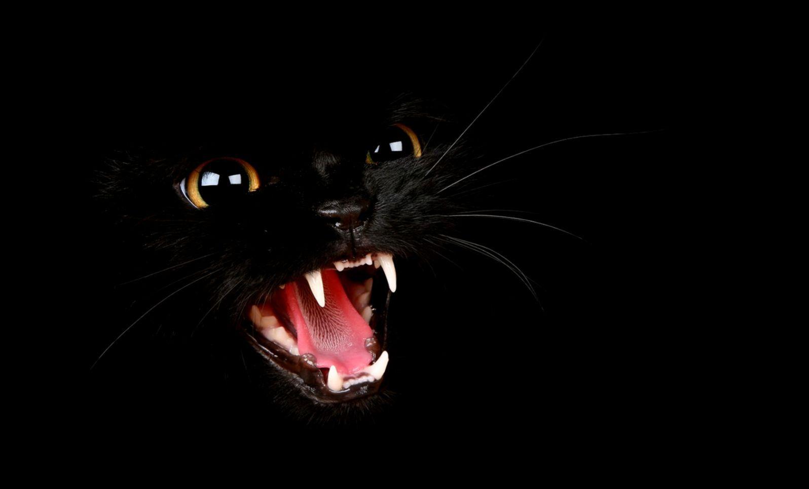 1596x966 Black Cat Desktop Wallpaper. High Definitions Wallpaper