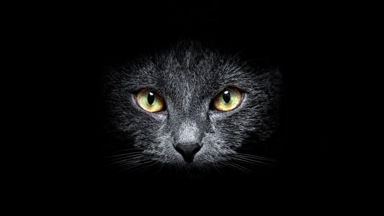 1280x720 Black Cat in the Dark desktop PC and Mac wallpaper