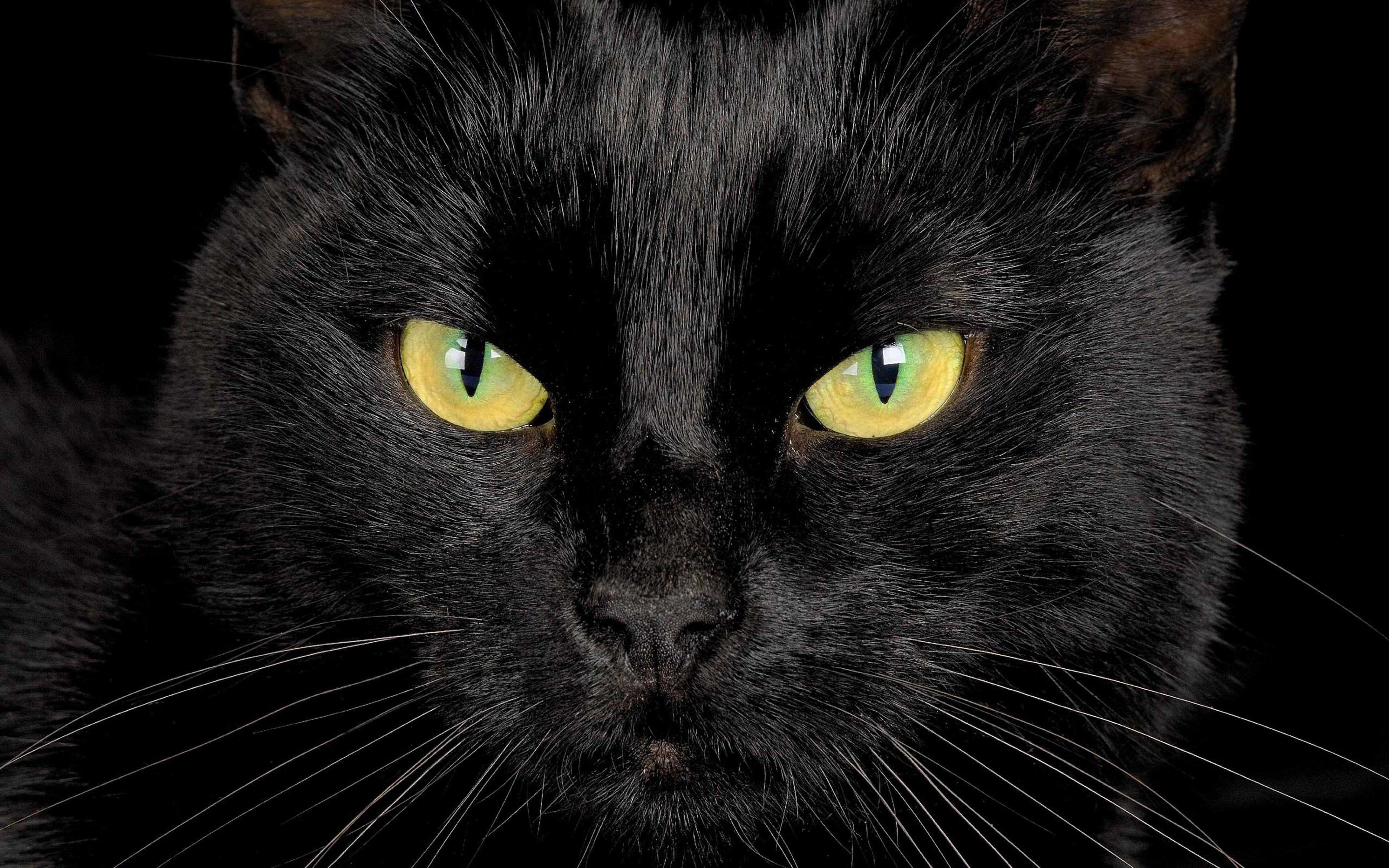 3840x2400 Black Cat With Yellow Eyes Desktop Wallpaper Hd HD wallpaper