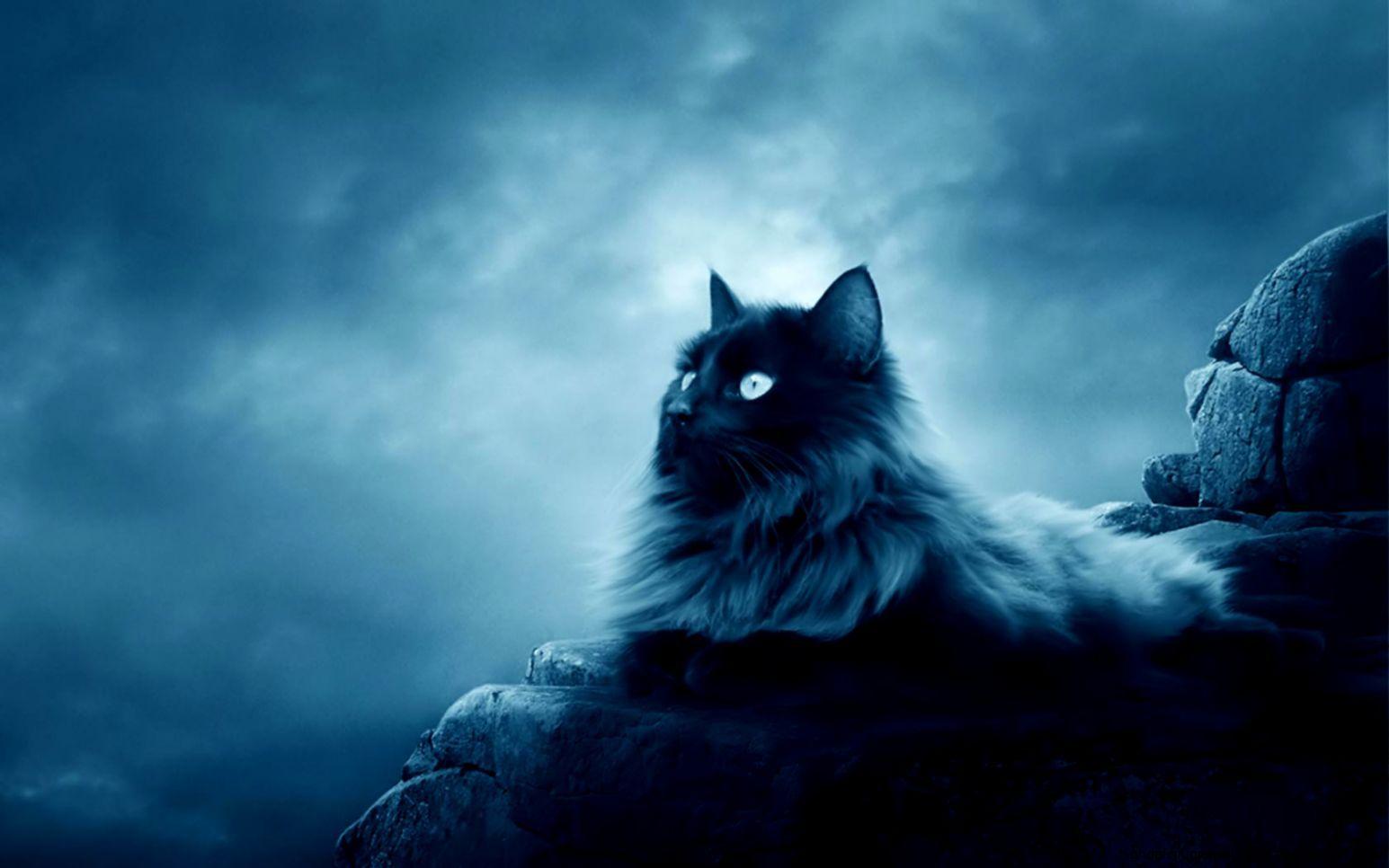 1545x966 Black Cat Wallpaper Wide. High Definitions Wallpaper