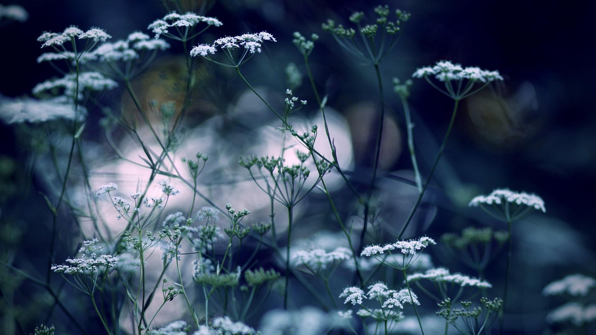 1920x1080 Winter Flowers Desktop Wallpaper
