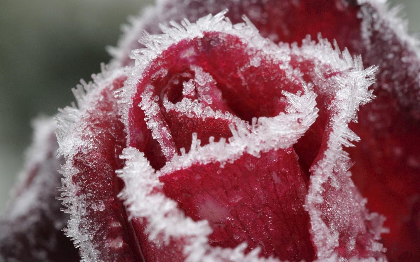 1600x1000 Red Rose Desktop Wallpaper. Зимние цветы, Розы