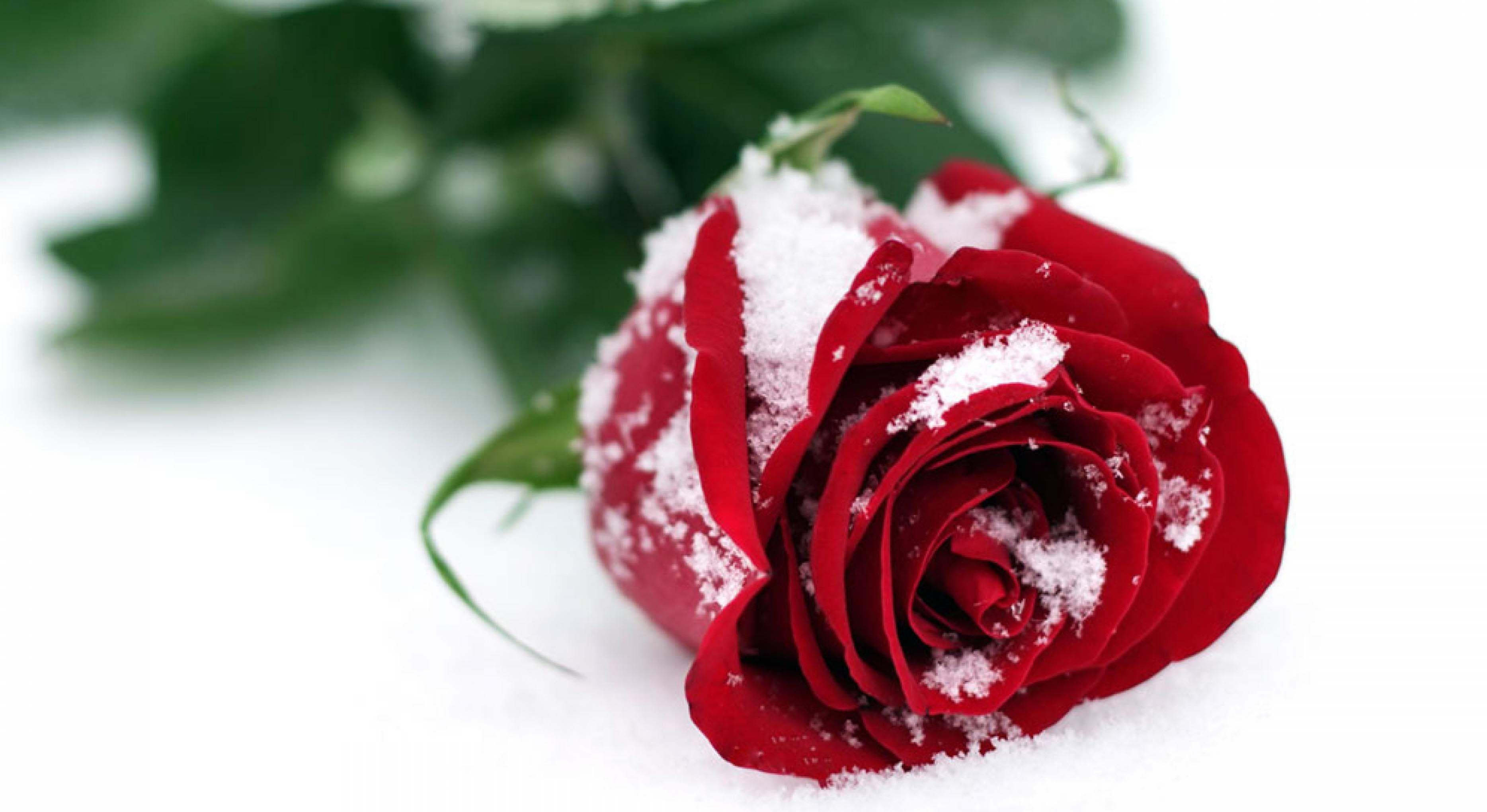 3736x2040 Winter Snow Rose Image HD Desktop Wallpaper. Snow