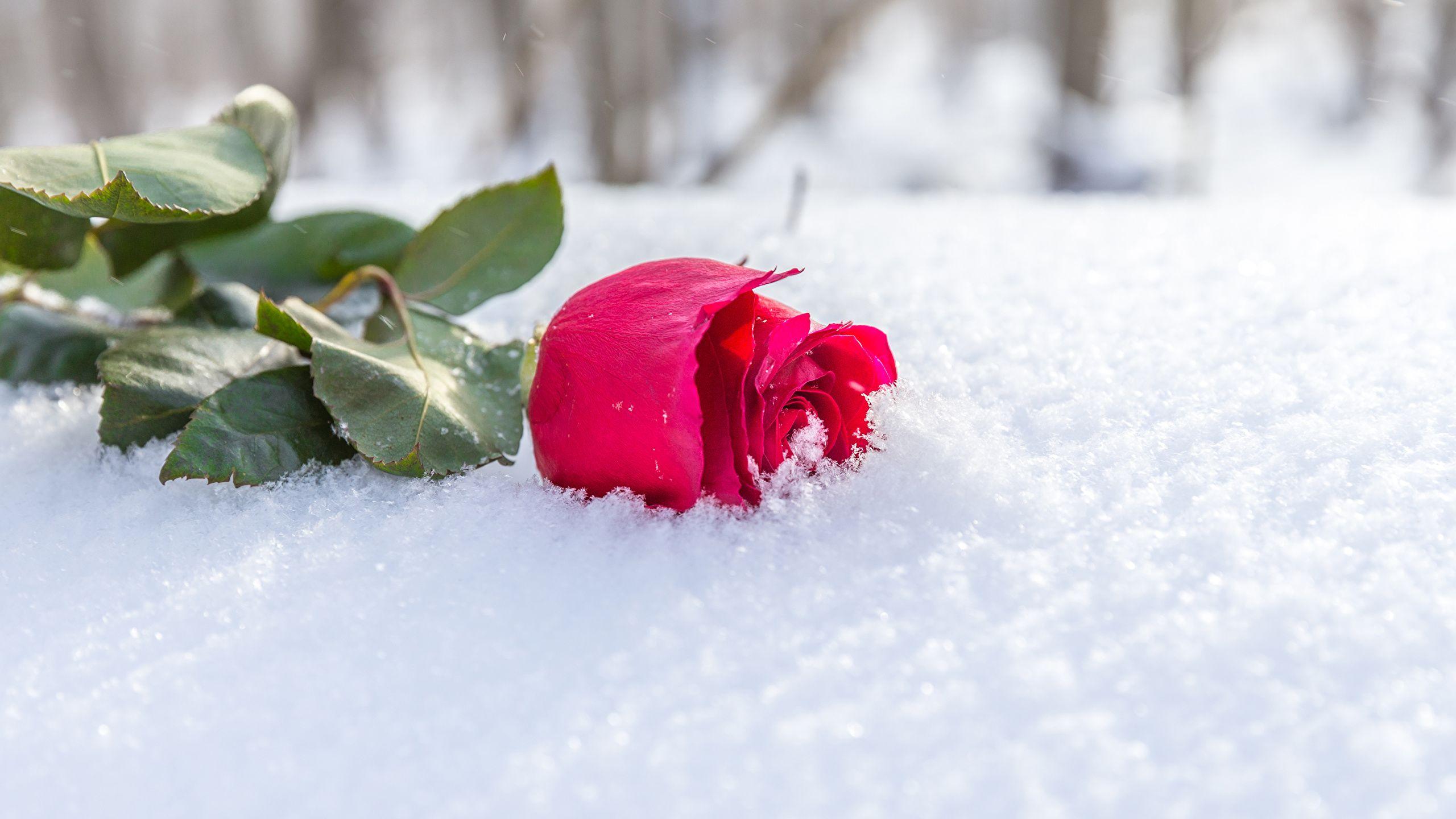 2560x1440 Photo Red rose Winter Snow flower 2560x1440