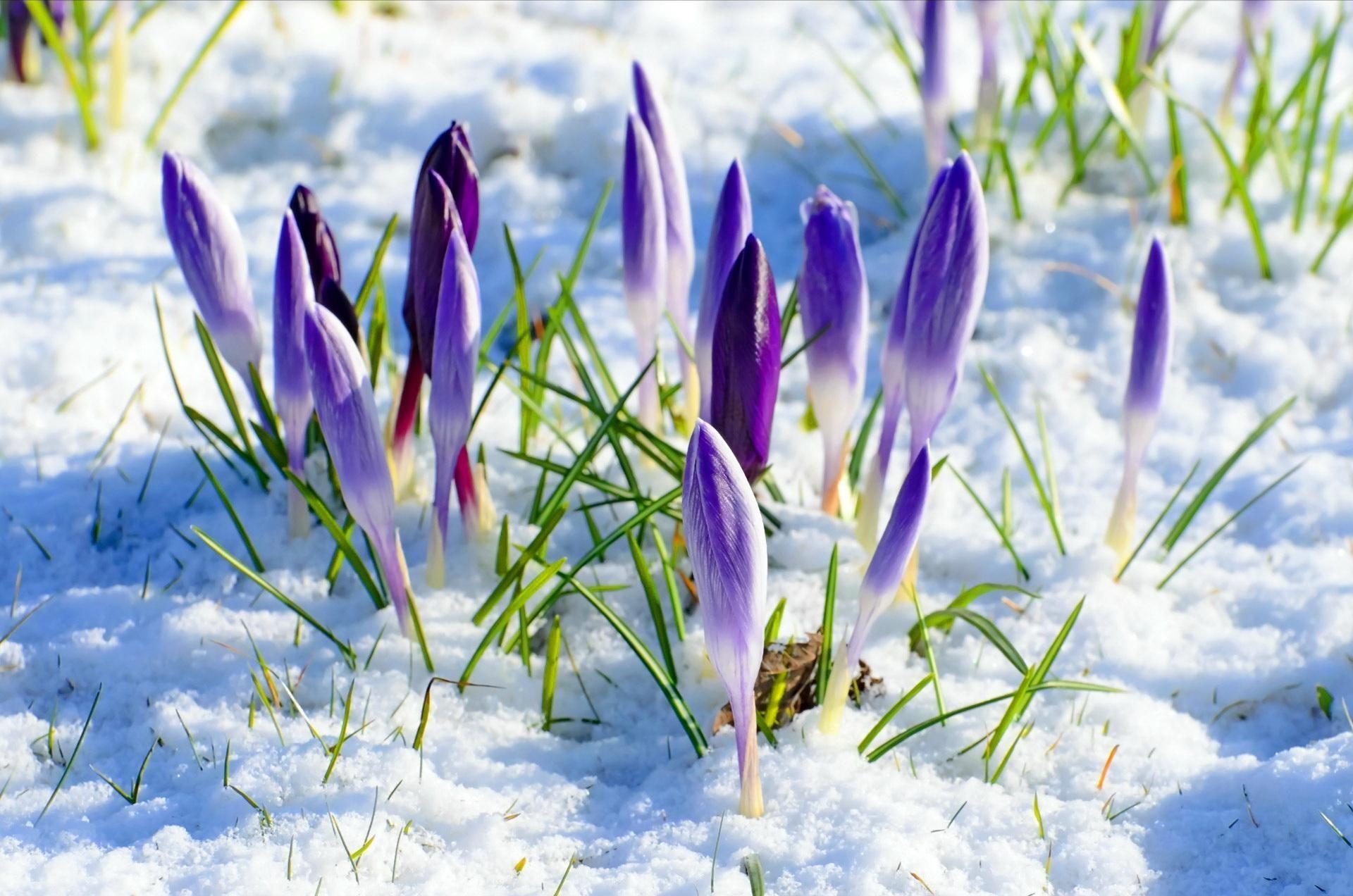 1920x1272 Spring Flower Snow HD desktop wallpaper : Widescreen