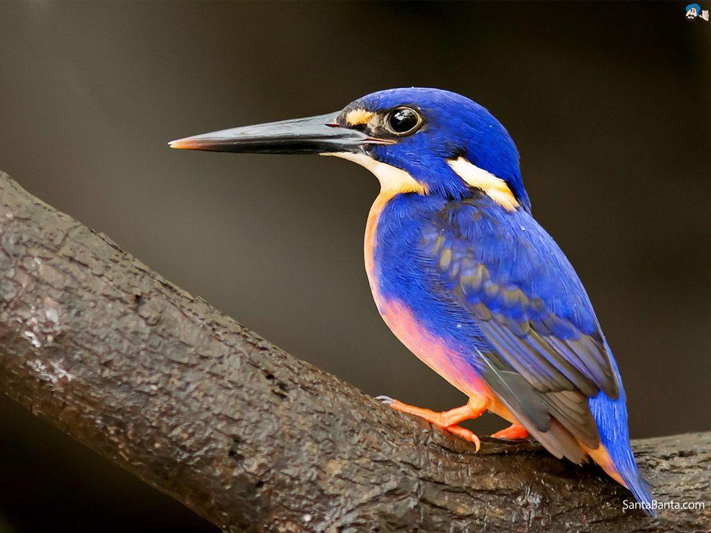 1024x768 Full HD Wide Nature Wallpaper & Image I Beautiful Nature Photo