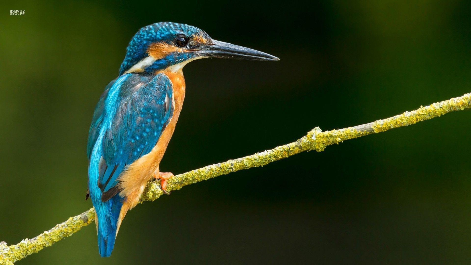 1920x1080 Kingfisher Birds Twigs Wallpaper And Background Jpg