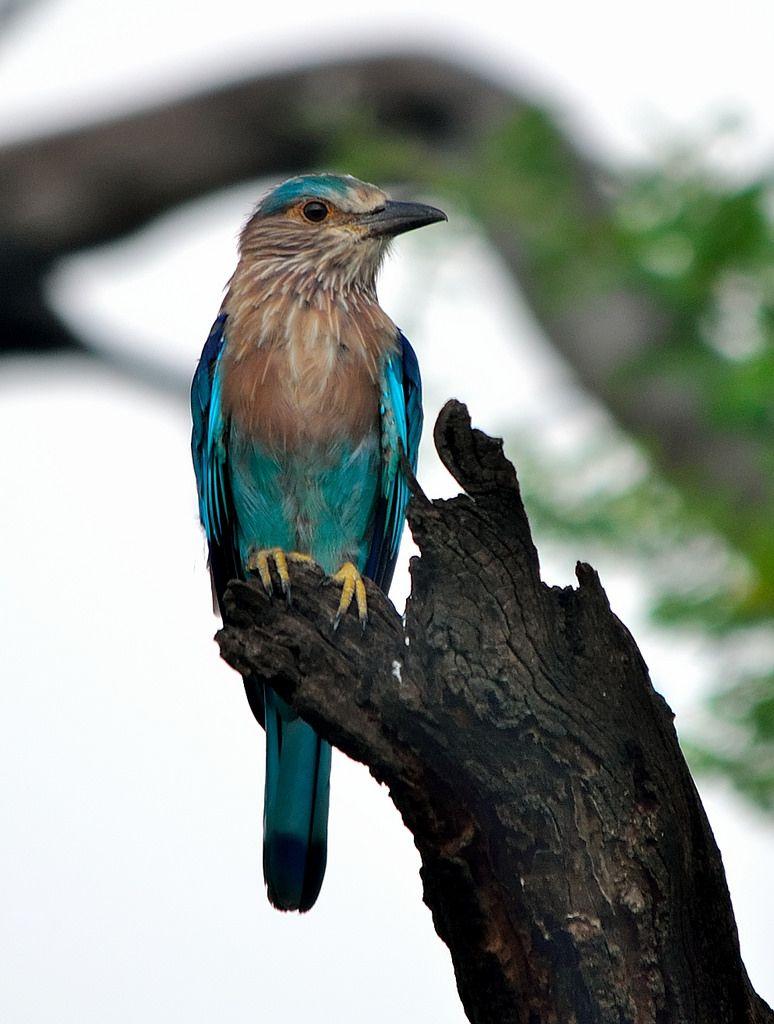 774x1024 Neelkanth Bird Wallpaper Bird HD Wallpaper Download