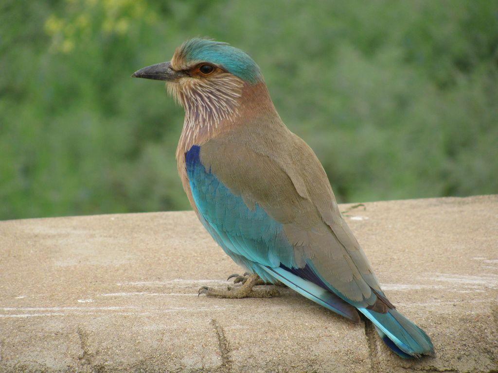 1024x768 mukeshshandilya76