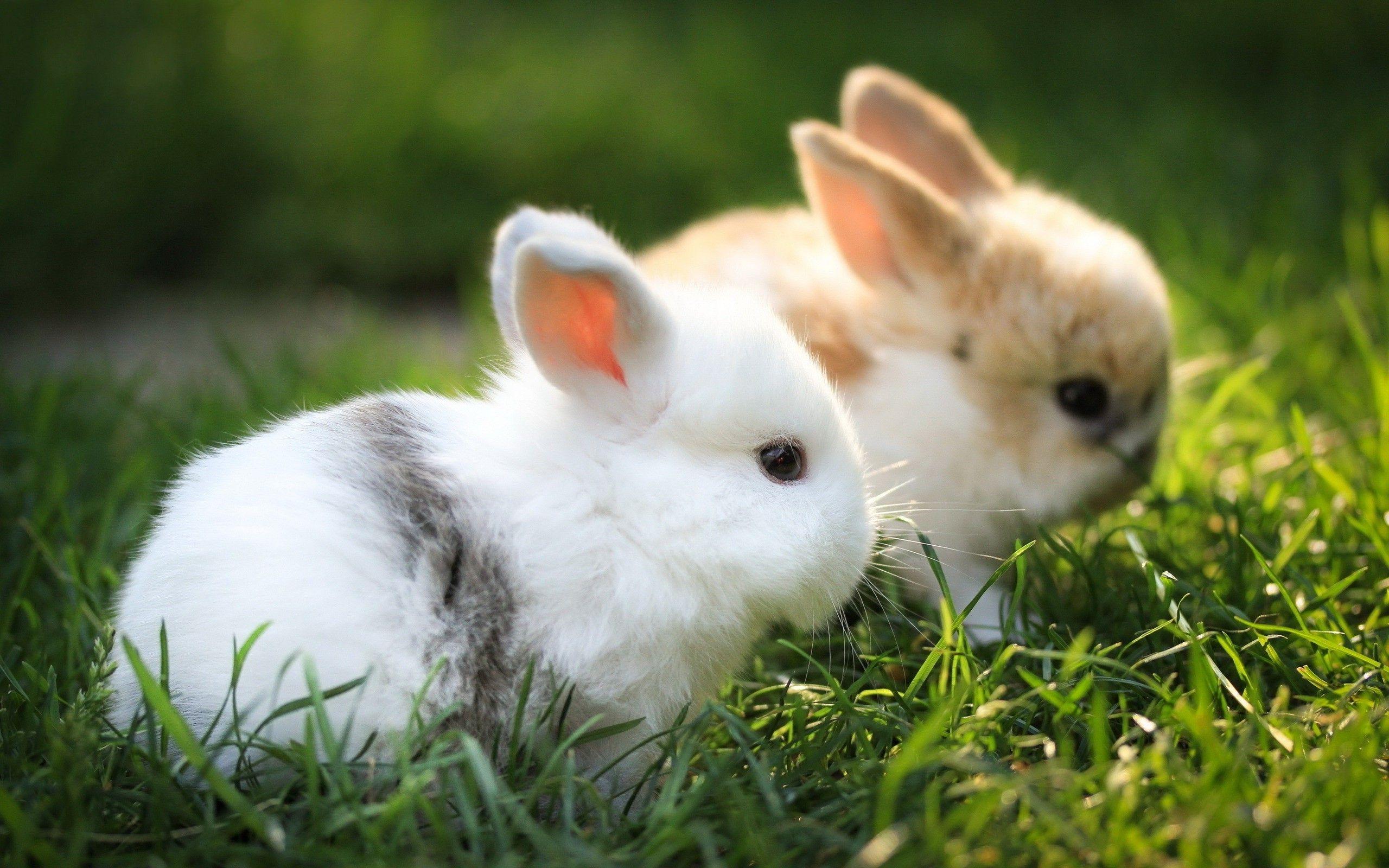 cute rabbit babies