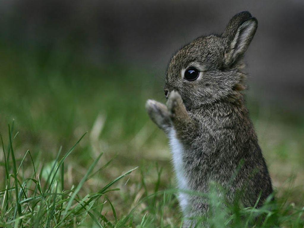 Baby Bunny Wallpapers Top Free Baby Bunny Backgrounds Wallpaperaccess