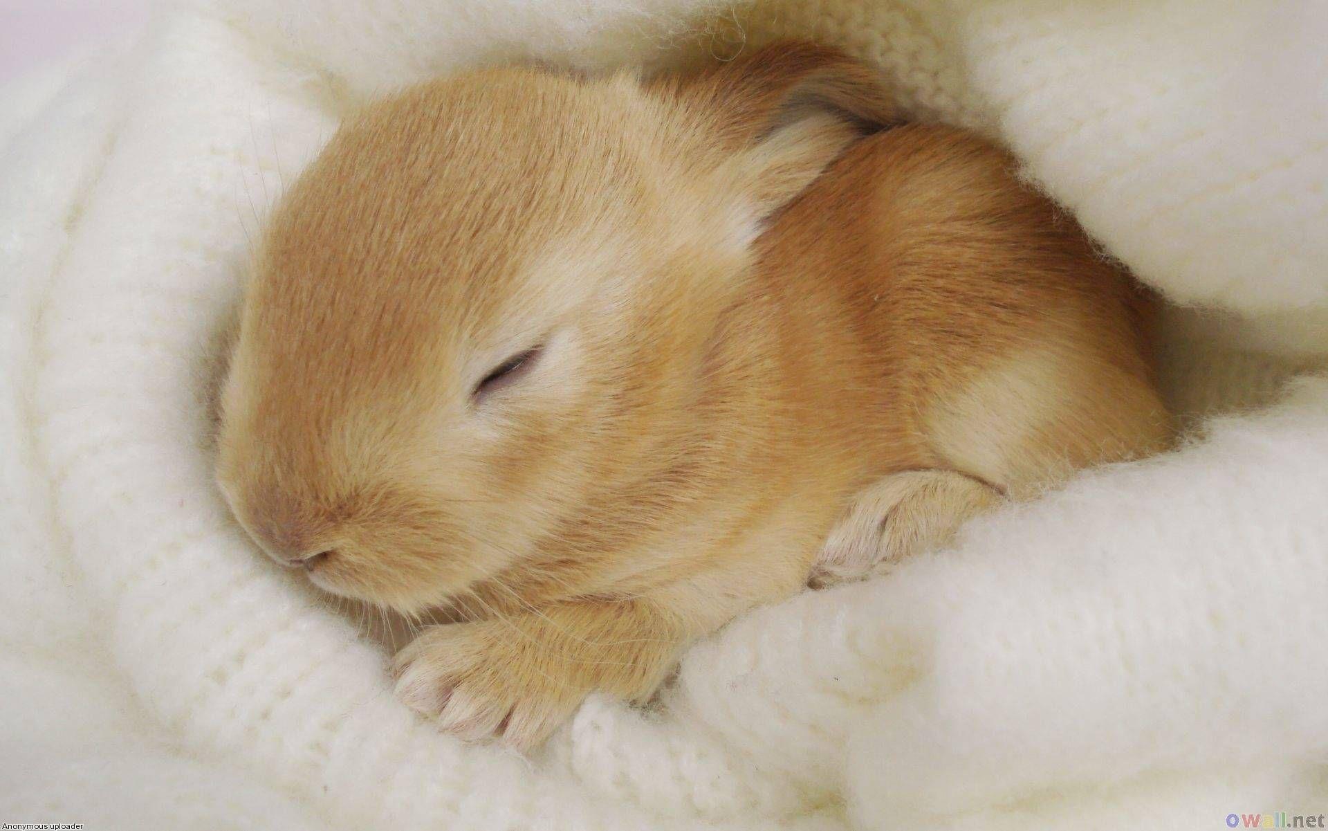 1920x1201 hình ảnh của thỏ.  bunny_sleeping - Hình nền chú thỏ.  Thỏ