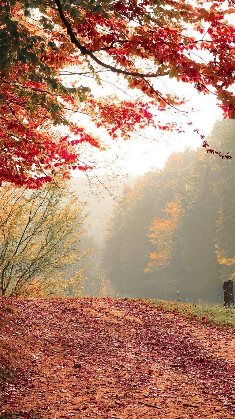 768x1365 Fall iPhone XS Wallpaper Autumn Background. Landscape