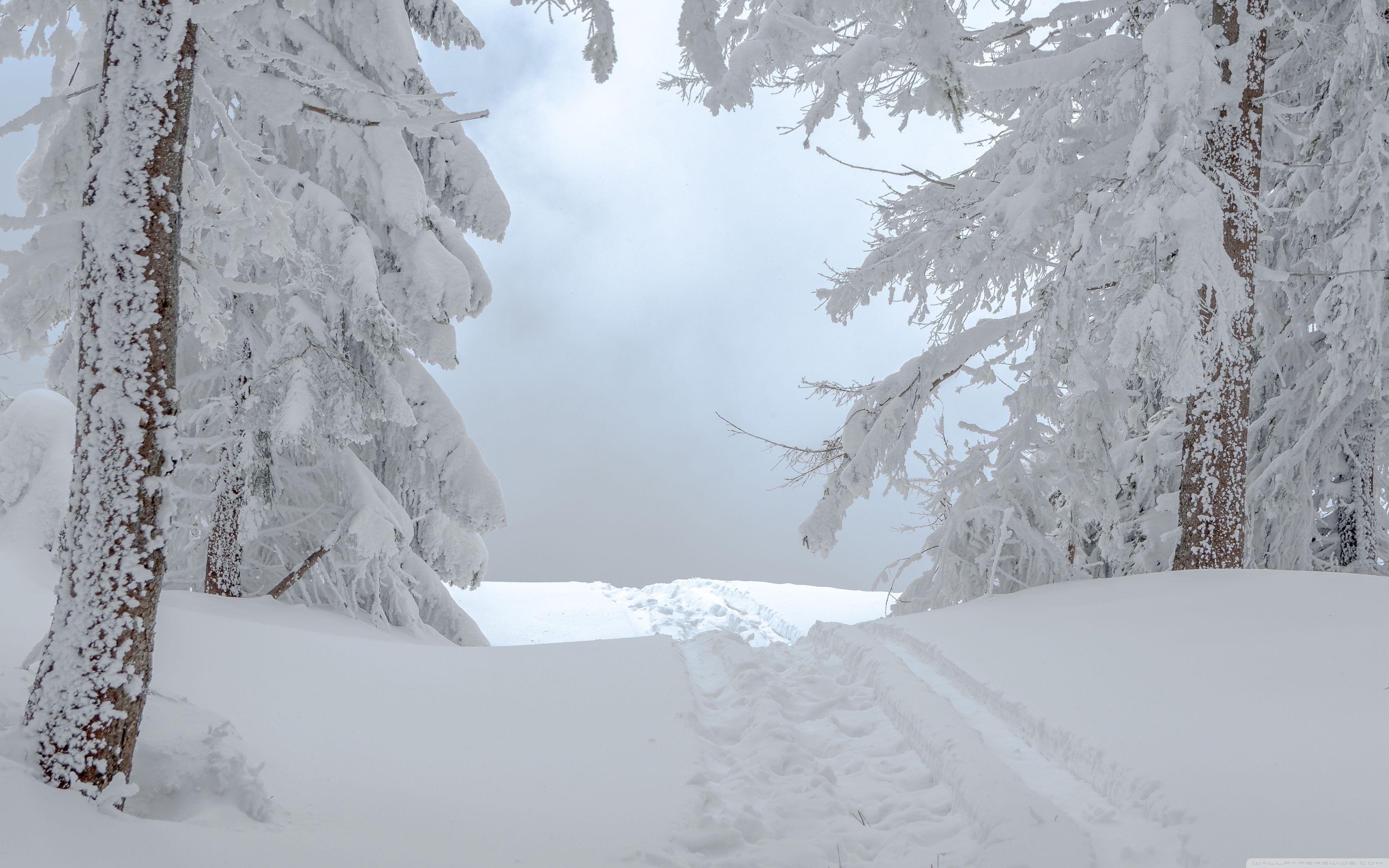 3840x2400 White Winter Snow Scene Ultra HD Desktop Background Wallpaper