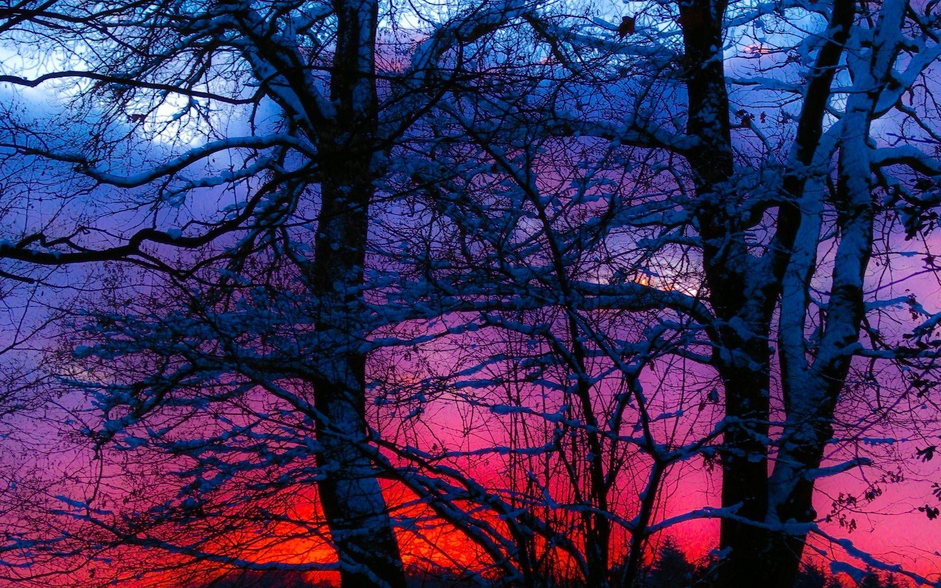 1920x1200 Free download Winter sunset trees snow landscape wallpaper