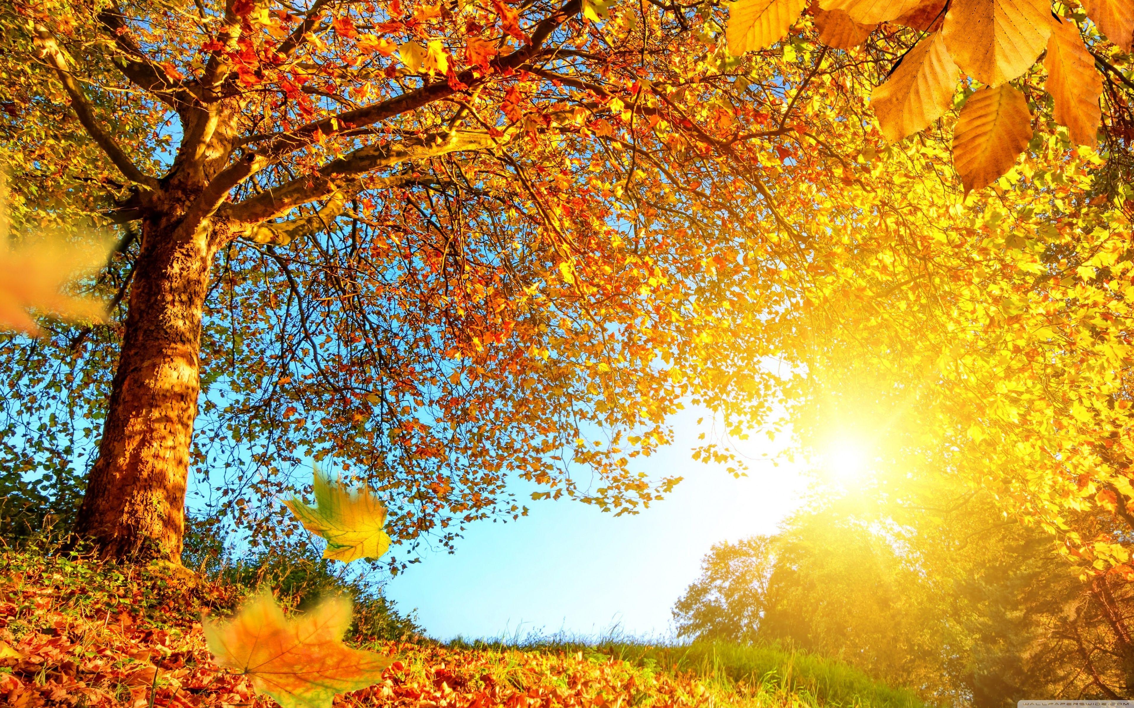 Fall Landscape Wallpapers - Top Free Fall Landscape Backgrounds ...