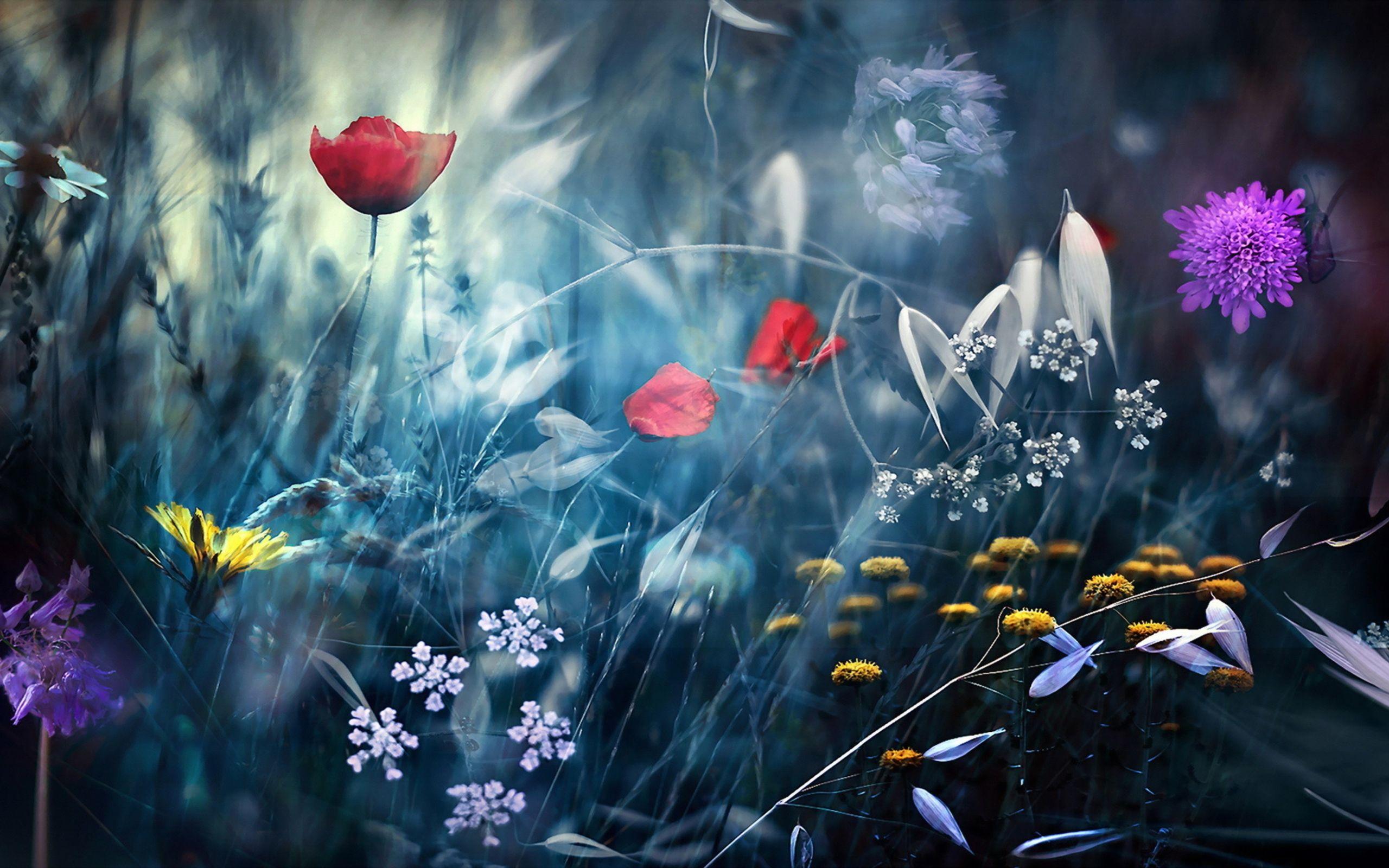 2560x1600 Magical Flower Field Wide :