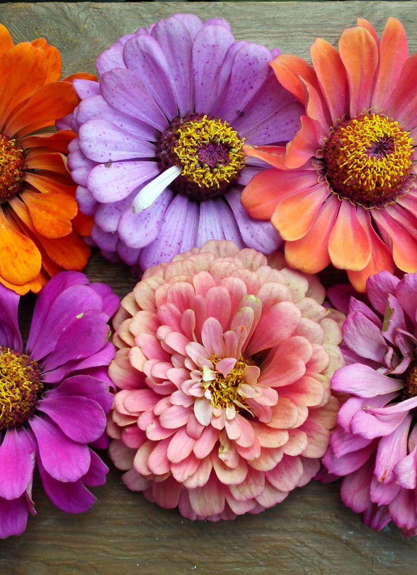 840x1160 Download Close up, colorful, flowers wallpaper, 840x iPhone 4