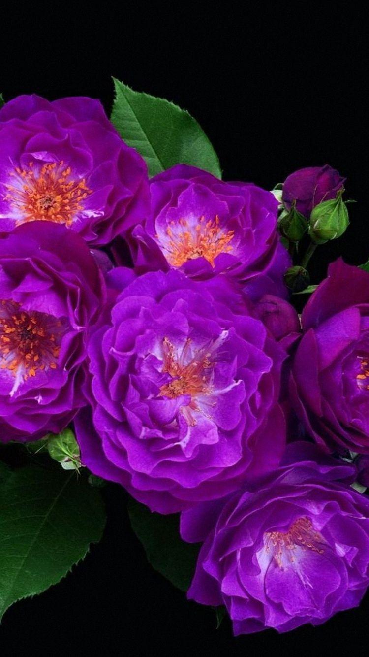 750x1334 HD Colorful Flowers Leaves Black Background Free Downloads